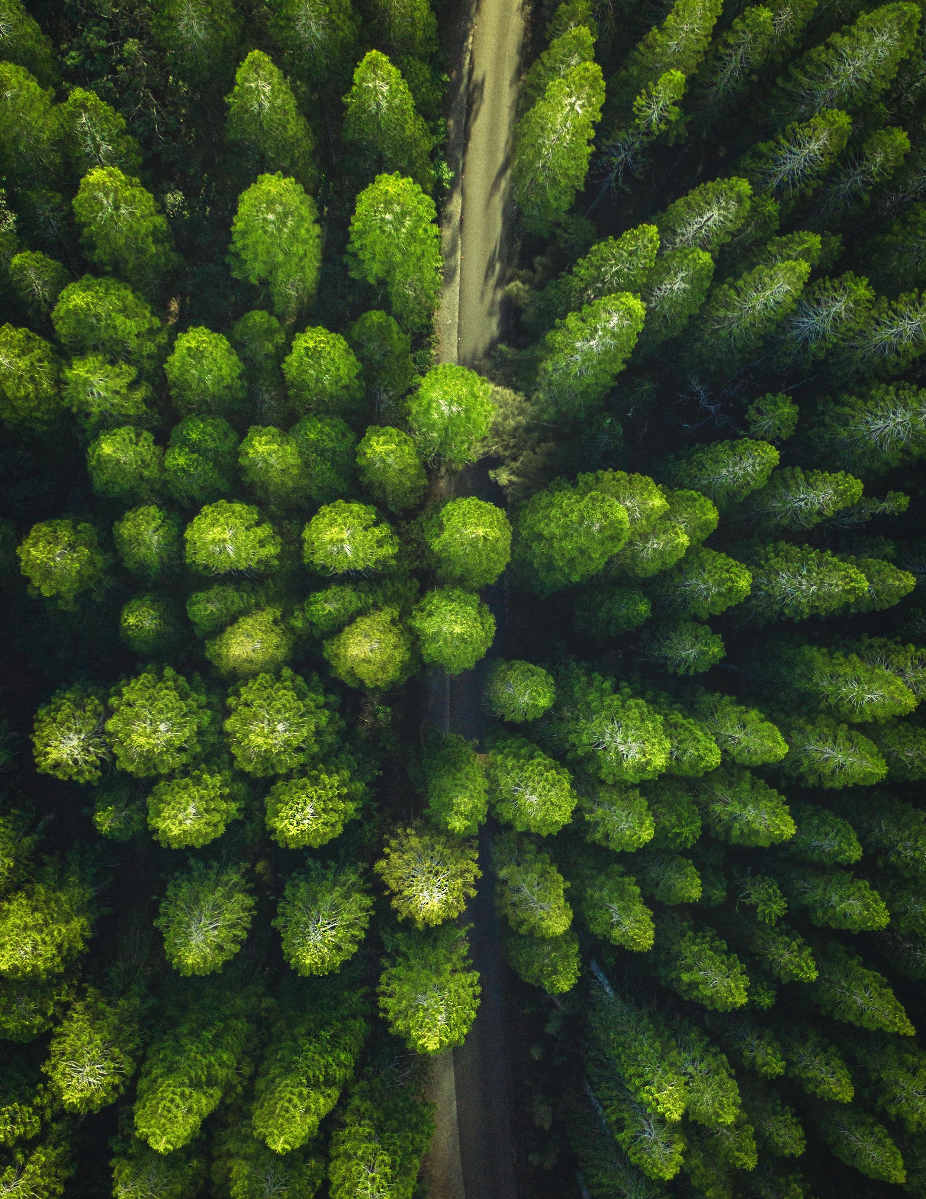 An aerial view of a winding road through a dense forest, the trees on either side are neatly arranged, forming a beautiful natural landscape. - free wallpaper image