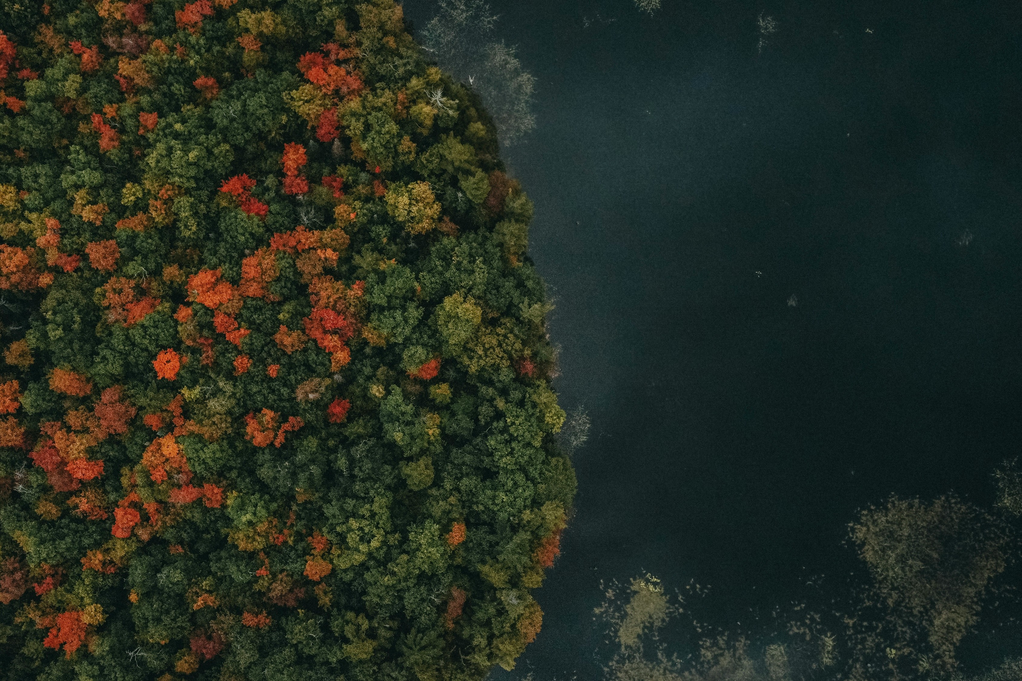 A forest of trees with autumn colors, orange, red and yellow intermingled, next to the forest is a black lake. - free wallpaper image