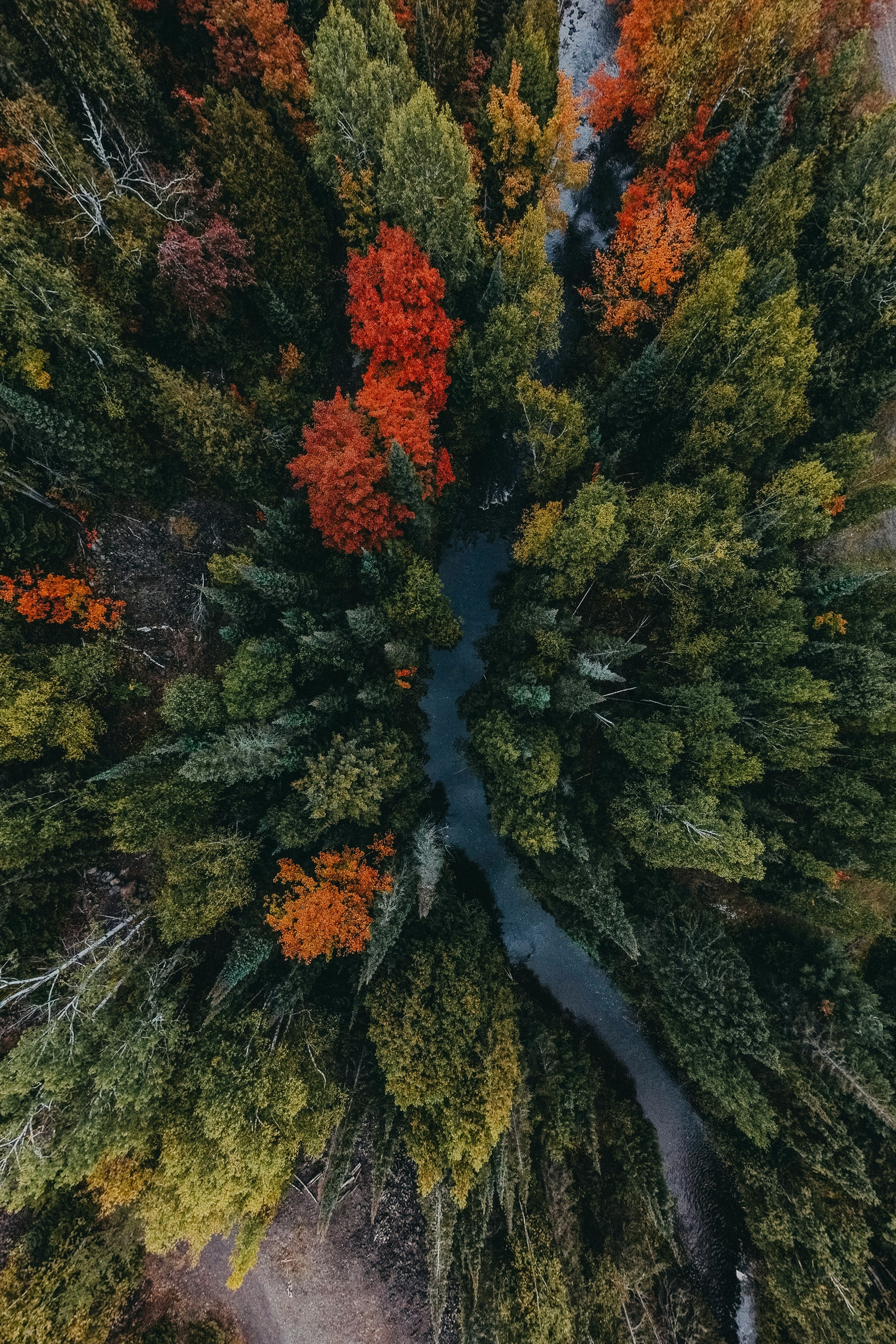 An aerial view of a winding river flowing through an autumnal forest, the trees are a vibrant mix of green, red and yellow. - free wallpaper image