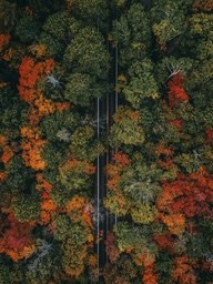 An aerial view of a straight road running through a colorful forest, the trees are in their autumn colors, red, yellow and green intertwined, the scenery is spectacular. - free wallpaper image