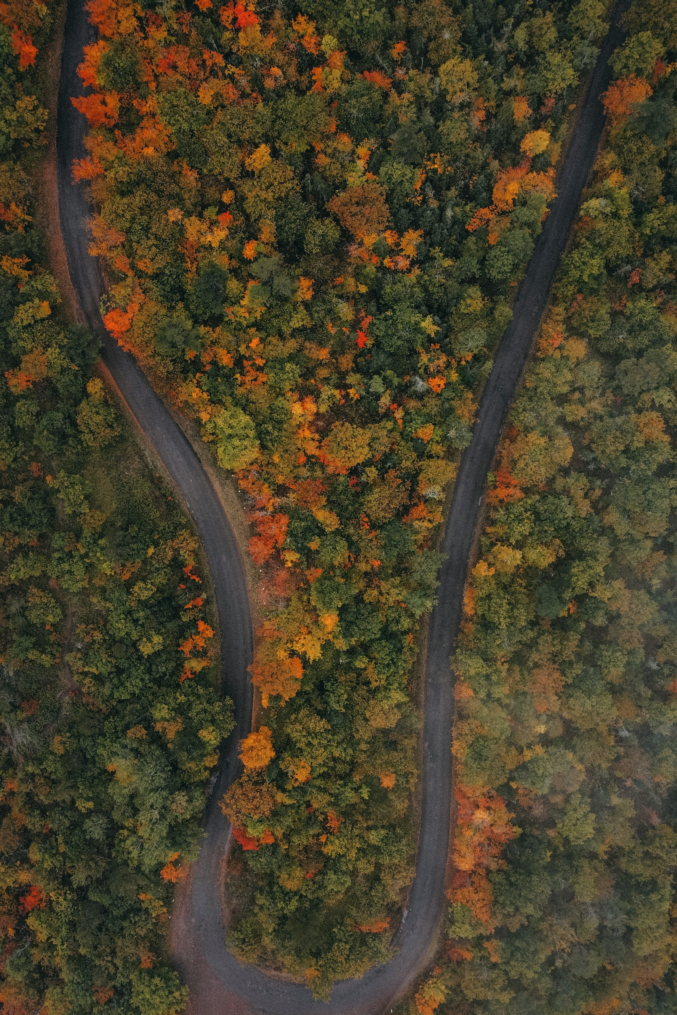 An aerial view of a winding road through an autumn forest, the leaves are in vibrant shades of yellow and orange. - free wallpaper image