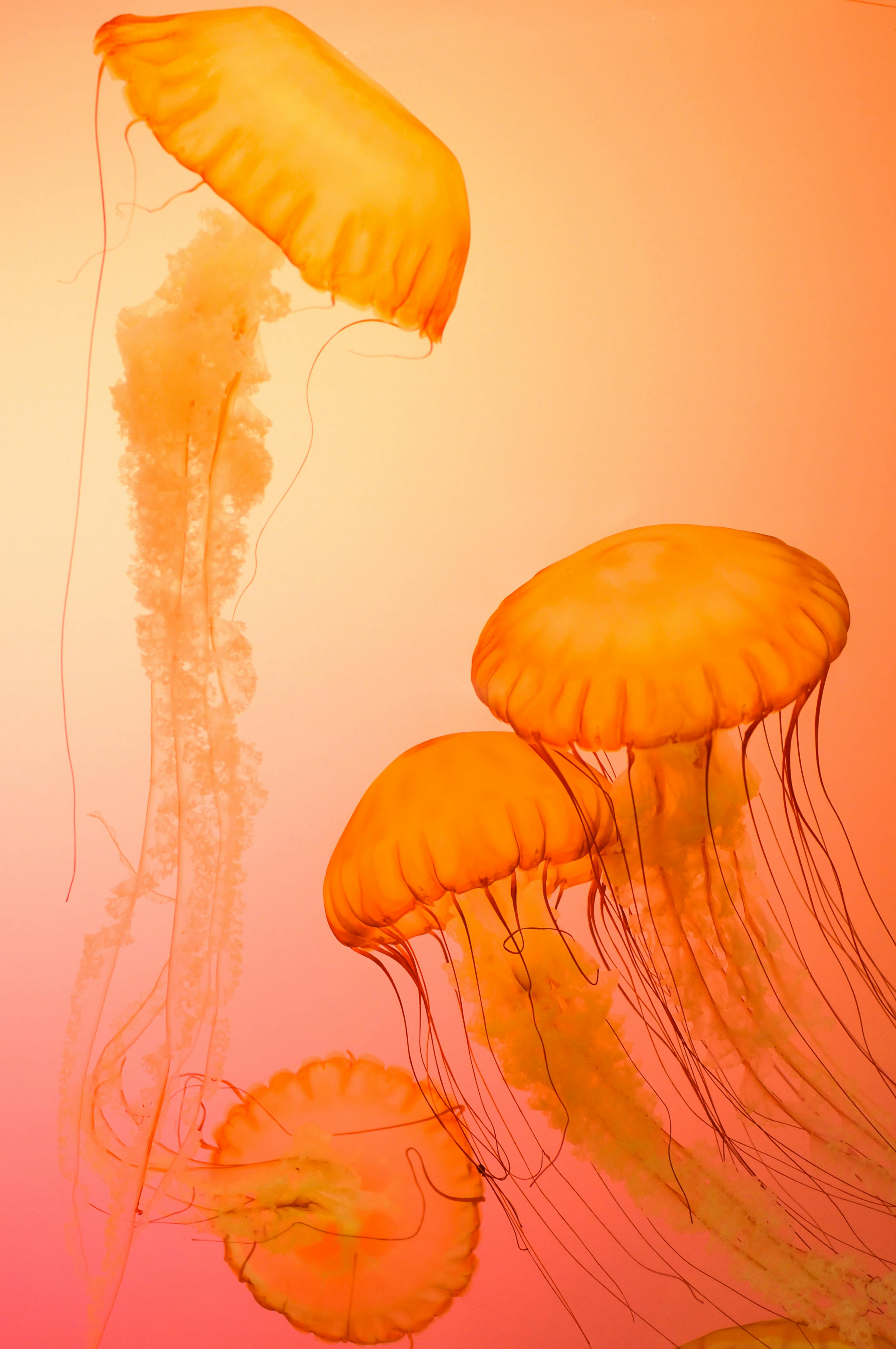 Several orange jellyfish are slowly swimming in the water in an aquarium, with pink lights in the background. - free wallpaper image