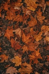 Fallen leaves cover the ground, showing the colors of autumn. - free wallpaper image