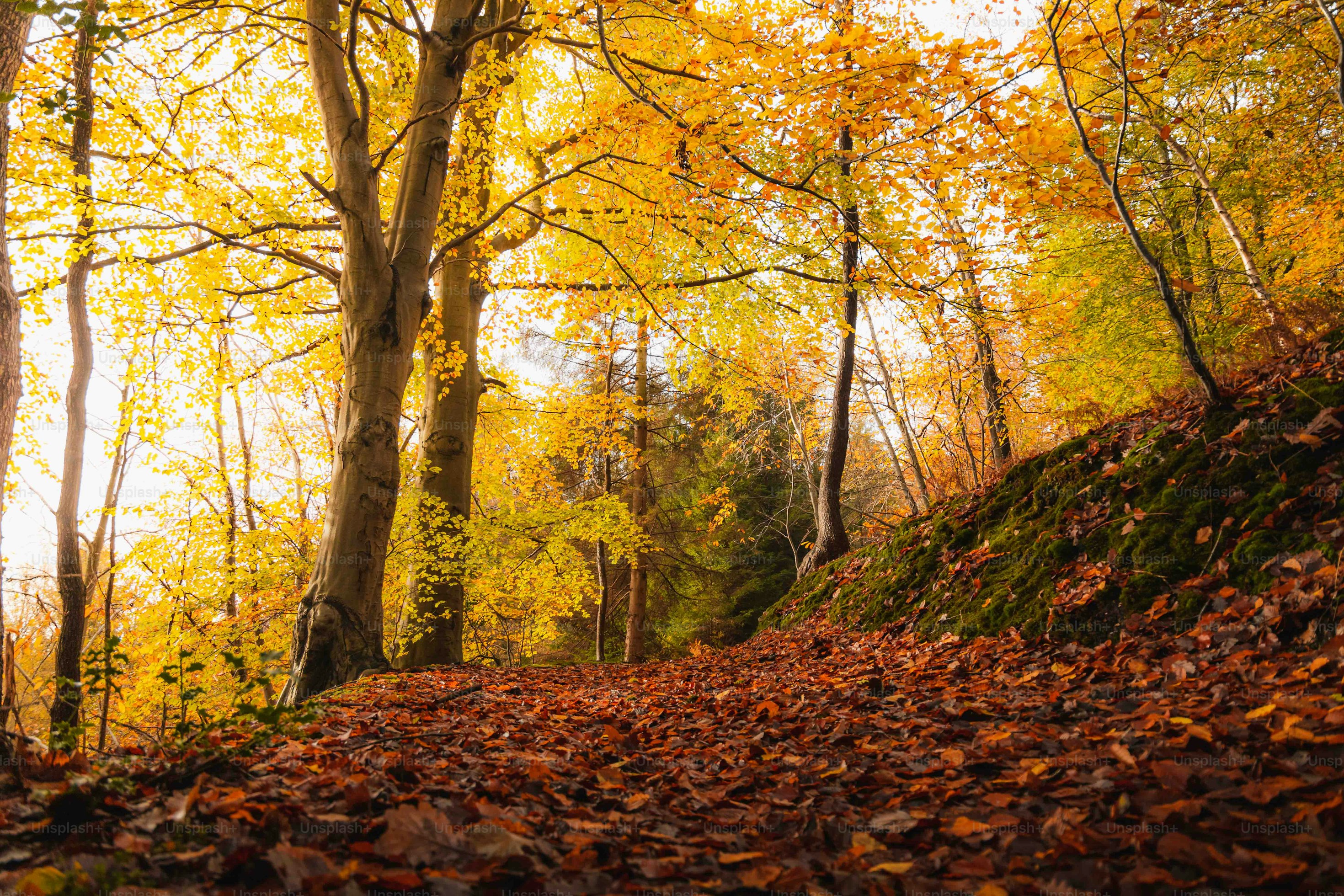 Sunlight shines through the leaves in an autumn forest, fallen leaves cover the forest path. - free wallpaper image