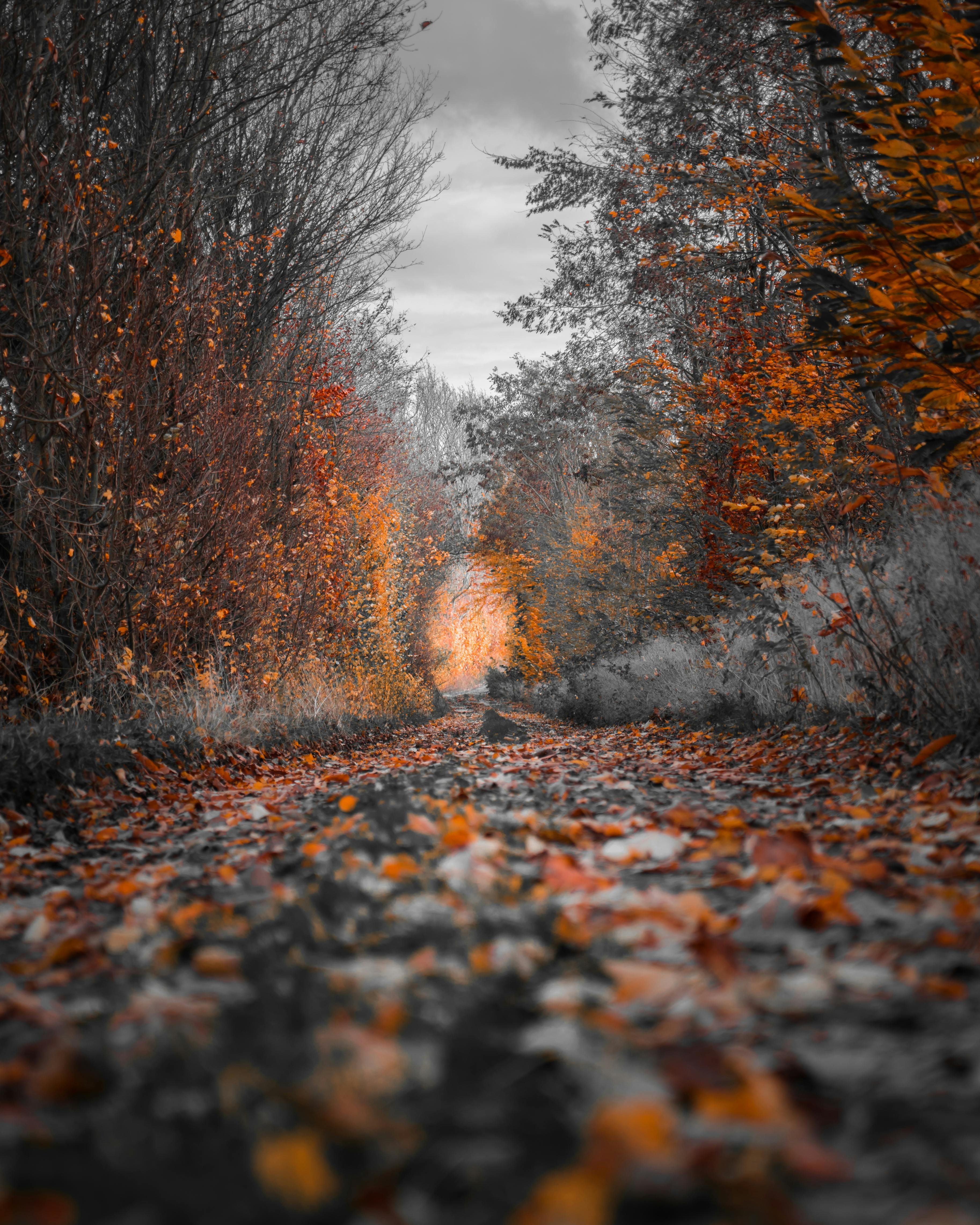 A path covered with fallen leaves leads into the depths of the forest, the trees on both sides are beginning to turn yellow, and the light shines through the leaves, forming beams of light. - free wallpaper image