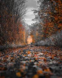 A path covered with fallen leaves leads into the depths of the forest, the trees on both sides are beginning to turn yellow, and the light shines through the leaves, forming beams of light. - free wallpaper image