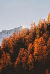 The trees in the autumn forest are a warm orange, the sun shines through the branches, and there is still snow on the top of the mountain - free wallpaper image