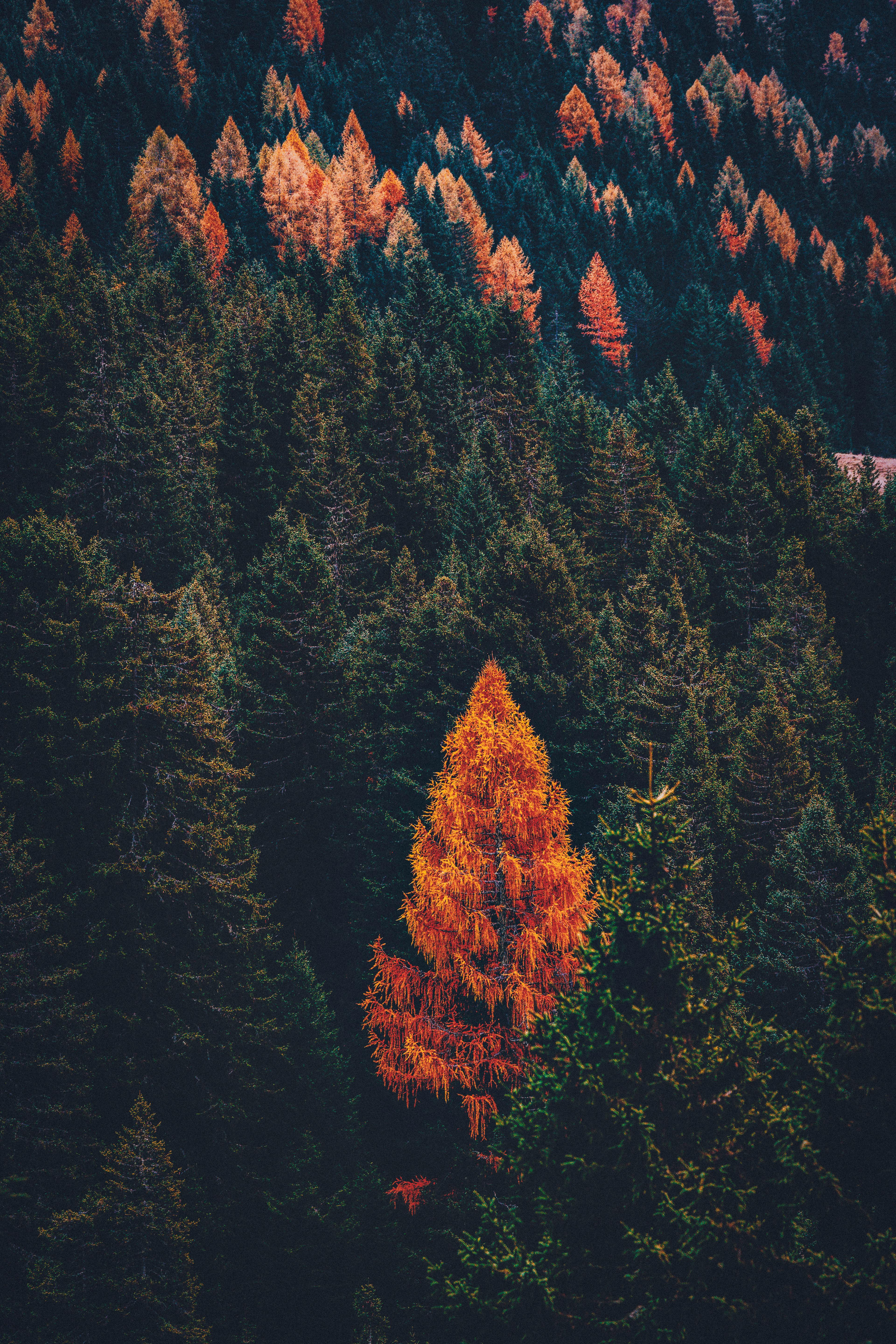 An orange tree stands out in a dense forest of dark green, showcasing the colors of autumn. - free wallpaper image