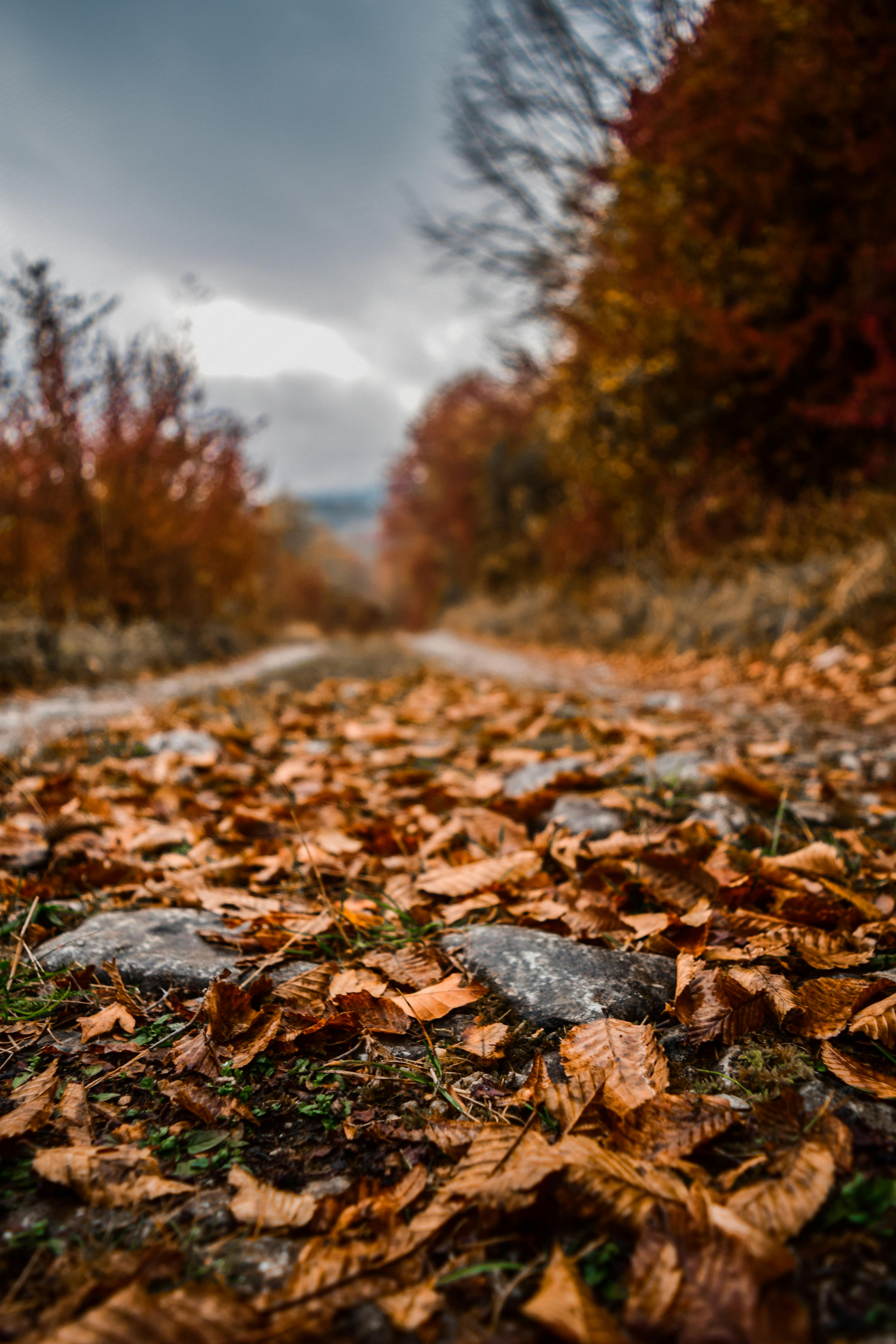 A path covered with fallen leaves extends into the deep forest, the trees on both sides have started to turn yellow, the weather is gloomy, it looks like it's going to rain. - free wallpaper image