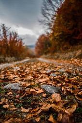 A path covered with fallen leaves extends into the deep forest, the trees on both sides have started to turn yellow, the weather is gloomy, it looks like it's going to rain. - free wallpaper image