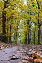 A path in the forest, with tall trees on either side. The leaves are starting to turn yellow, and the path is covered with fallen leaves. - free wallpaper image