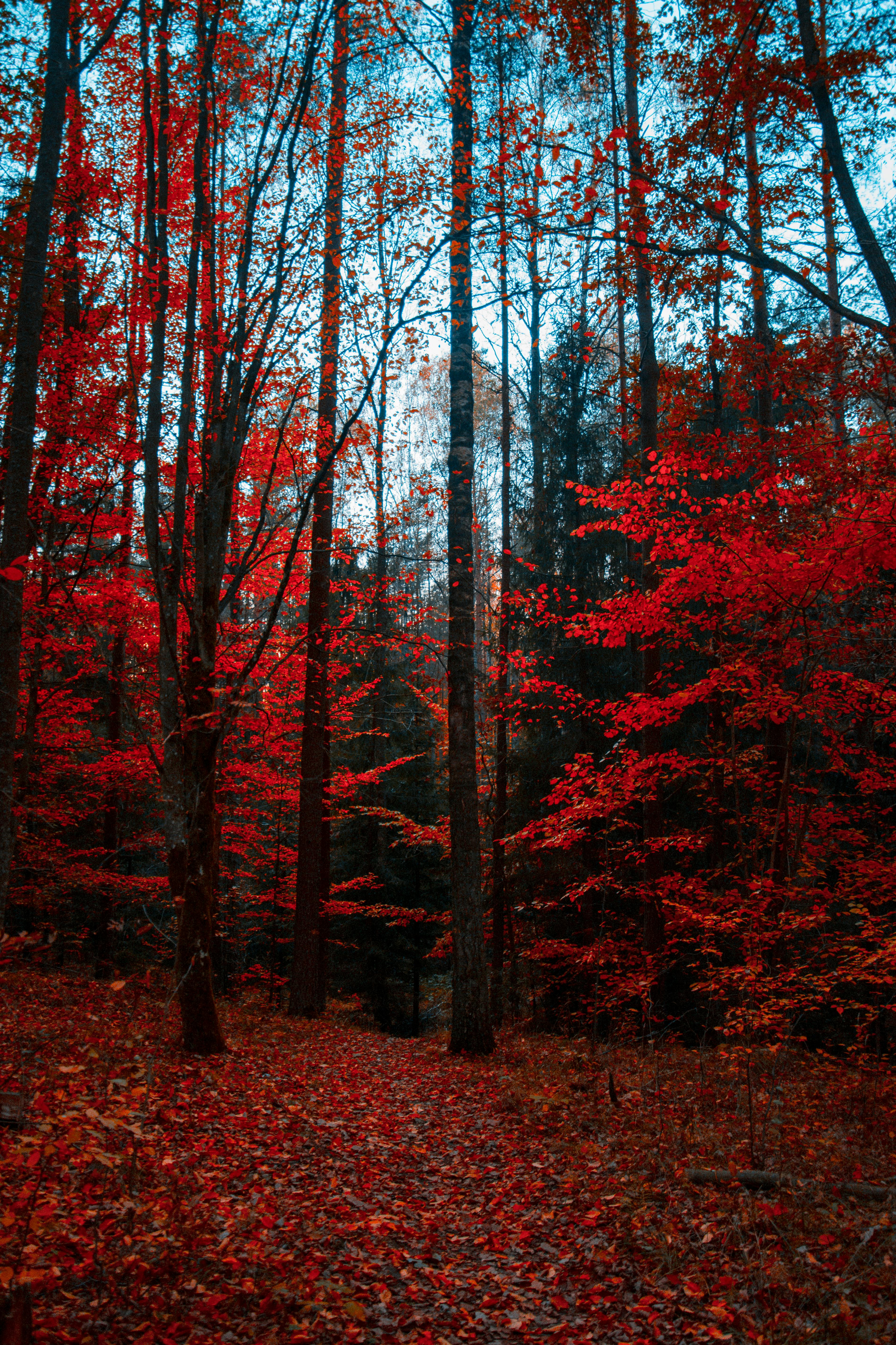 A forest in autumn, the leaves of the trees are a fiery red, the sun shines through the branches, creating a beautiful picture. - free wallpaper image