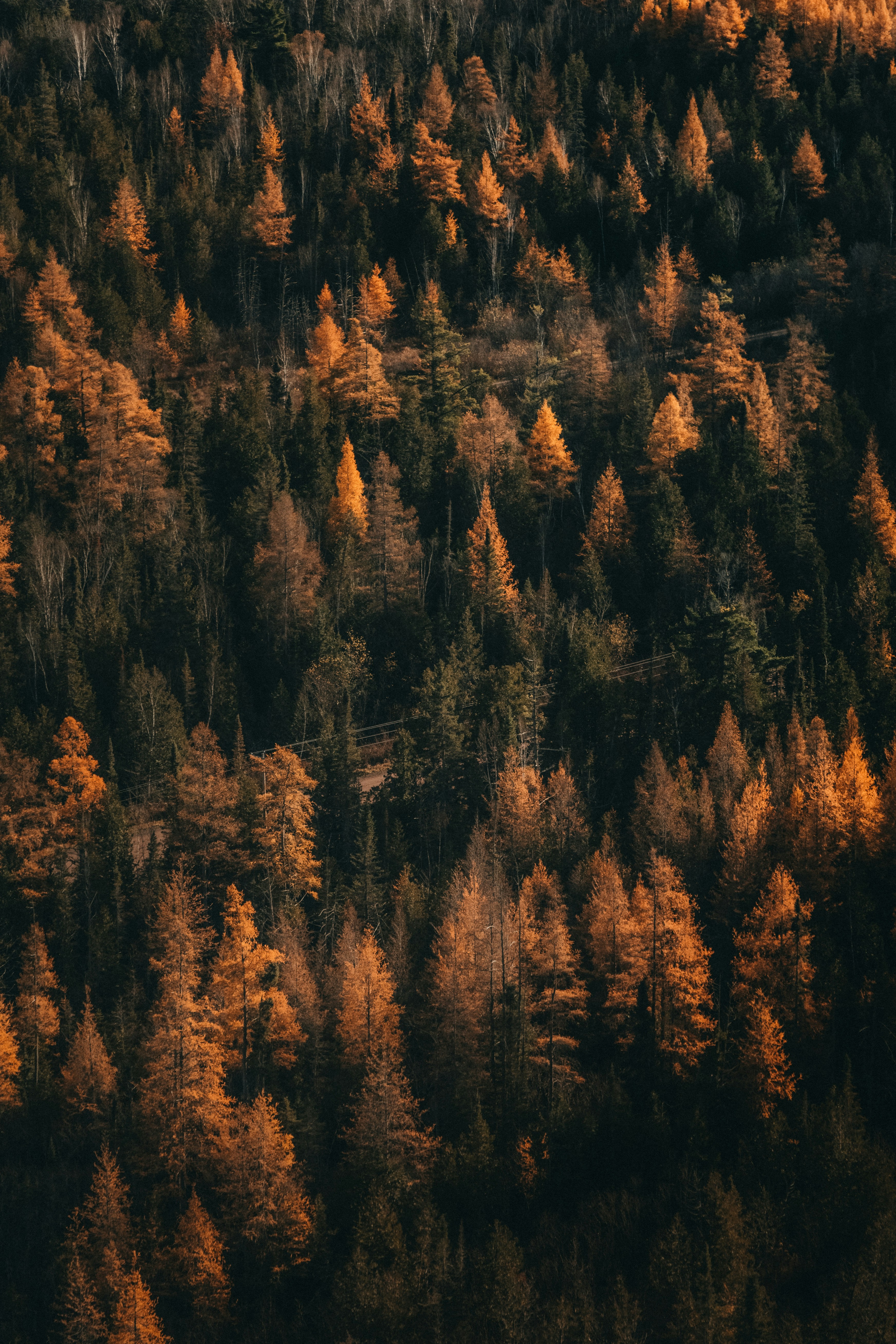 Autumn forest with yellow and brown trees, sunlight shines on the forest, forming beautiful patterns. - free wallpaper image