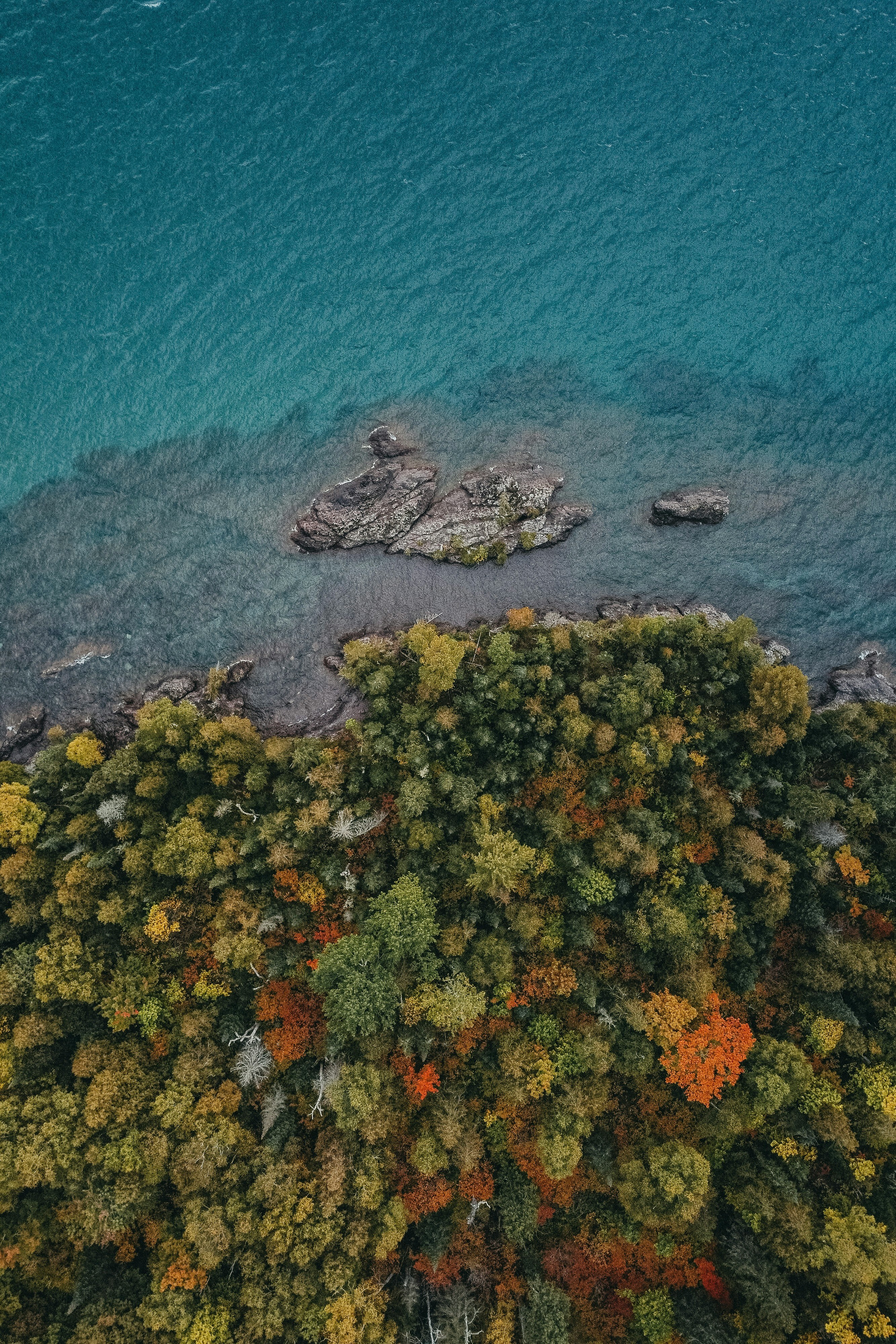 An aerial view of a lush forest bordering turquoise waters, autumn colors dot the landscape, the scenery is magnificent. - free wallpaper image