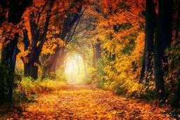 A path through an autumn forest, the path is covered in golden leaves, sunlight shines through the branches, forming a golden path. - free wallpaper image