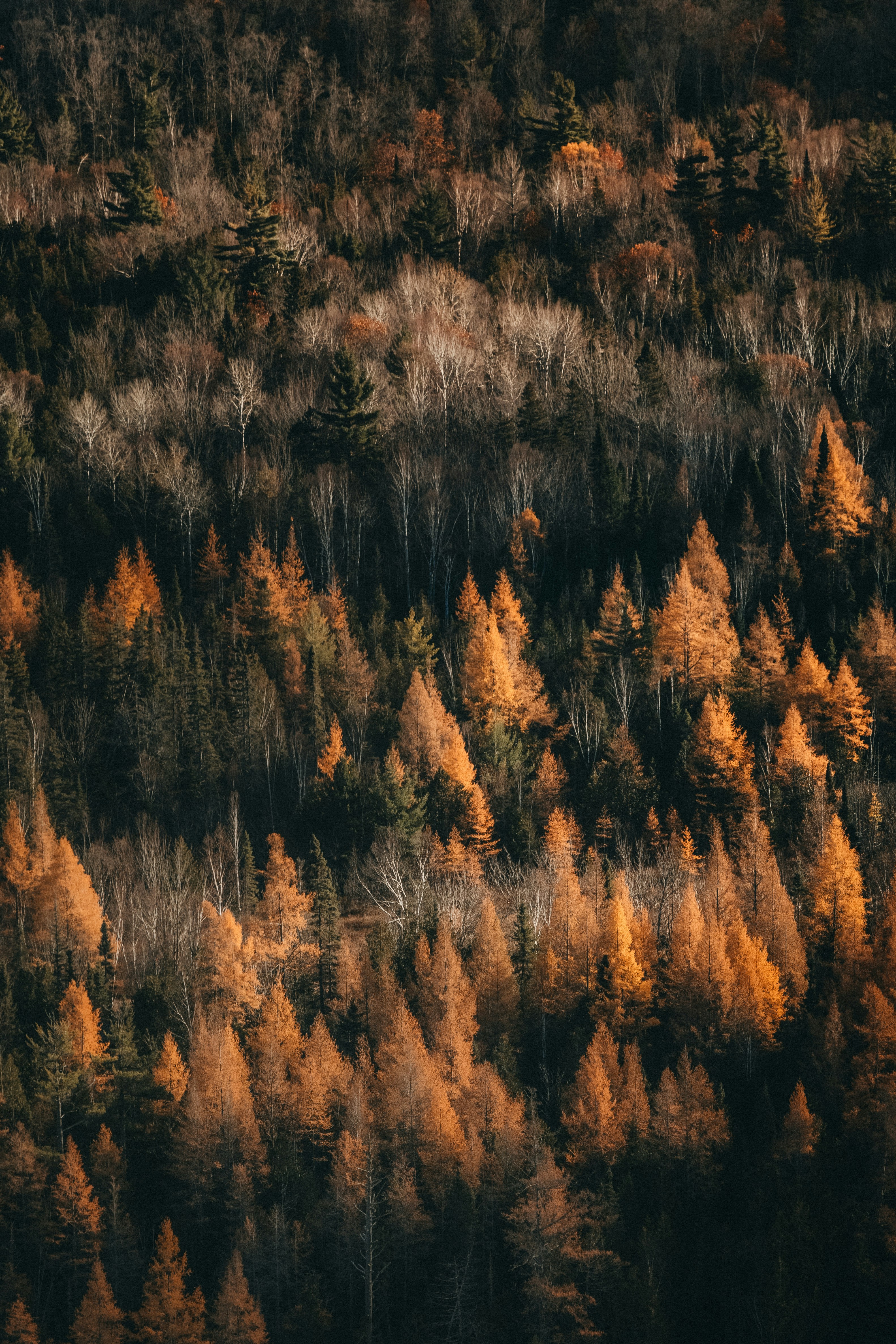 Autumn forest with golden and orange leaves, the sun shines on the leaves, forming a beautiful pattern. - free wallpaper image