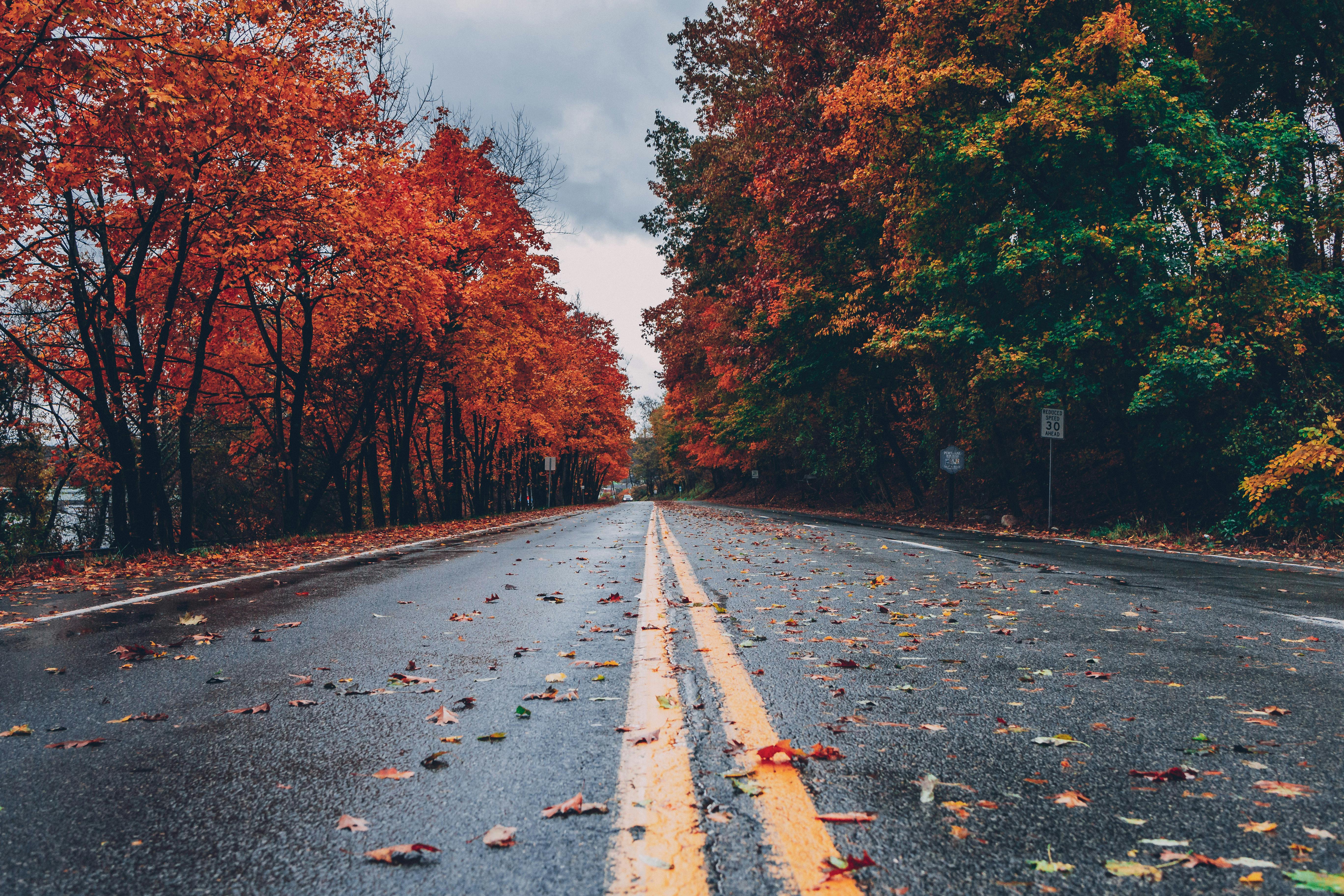 A straight road leads through a forest of red leaves, the road surface is wet and there are some fallen leaves. - free wallpaper image