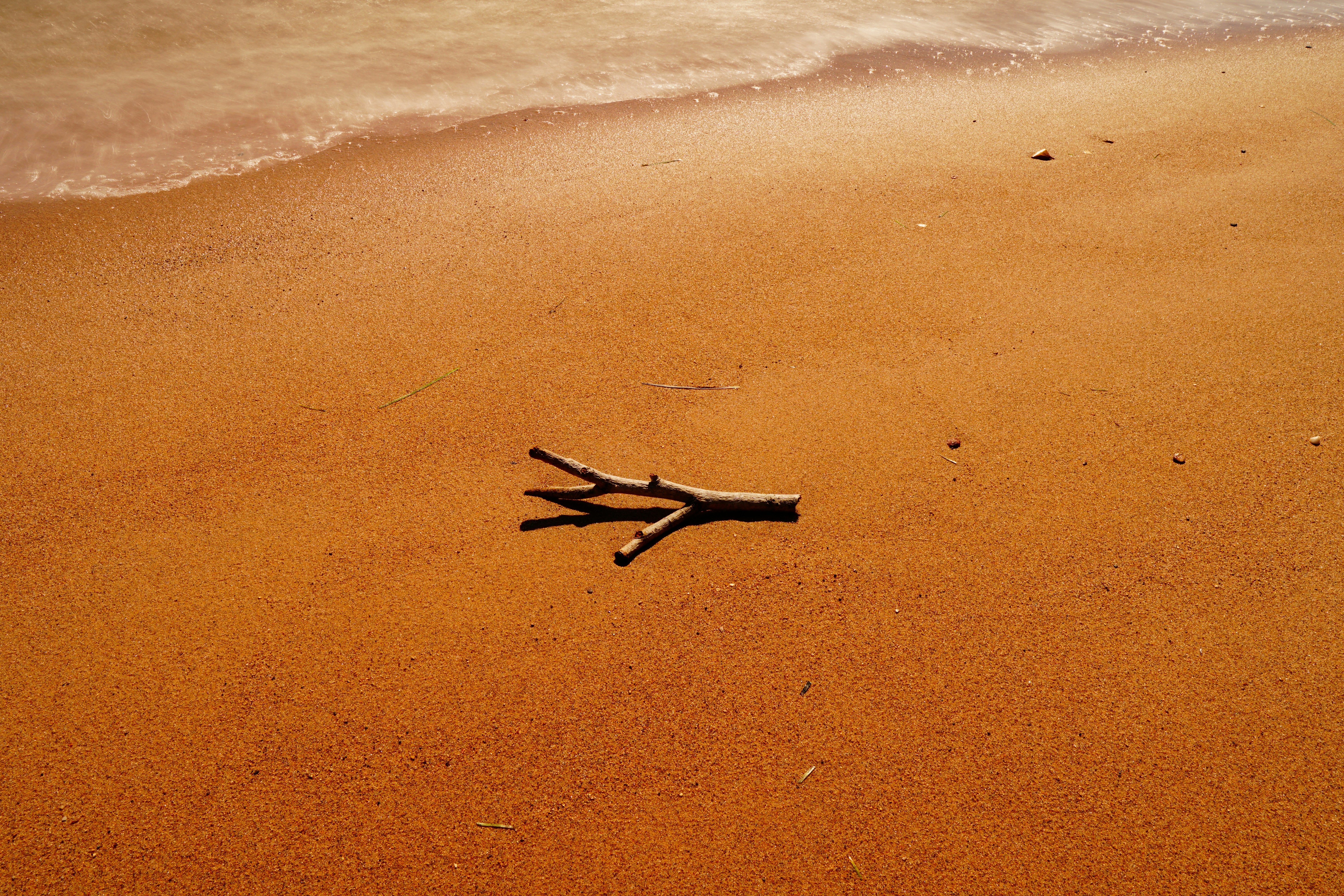 A branch on the sand, next to the receding sea. - free wallpaper image