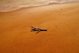 A branch on the sand, next to the receding sea. - free wallpaper image