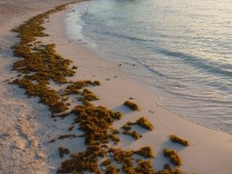 Seaweed covers the beach, the water is clear, and the sunlight shines on the beach, showing bright colors. - free wallpaper image