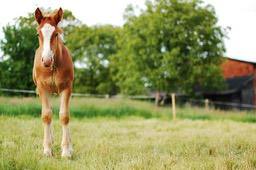 A brown foal stands in a field of grass, with green trees and a red house in the background. - free wallpaper image