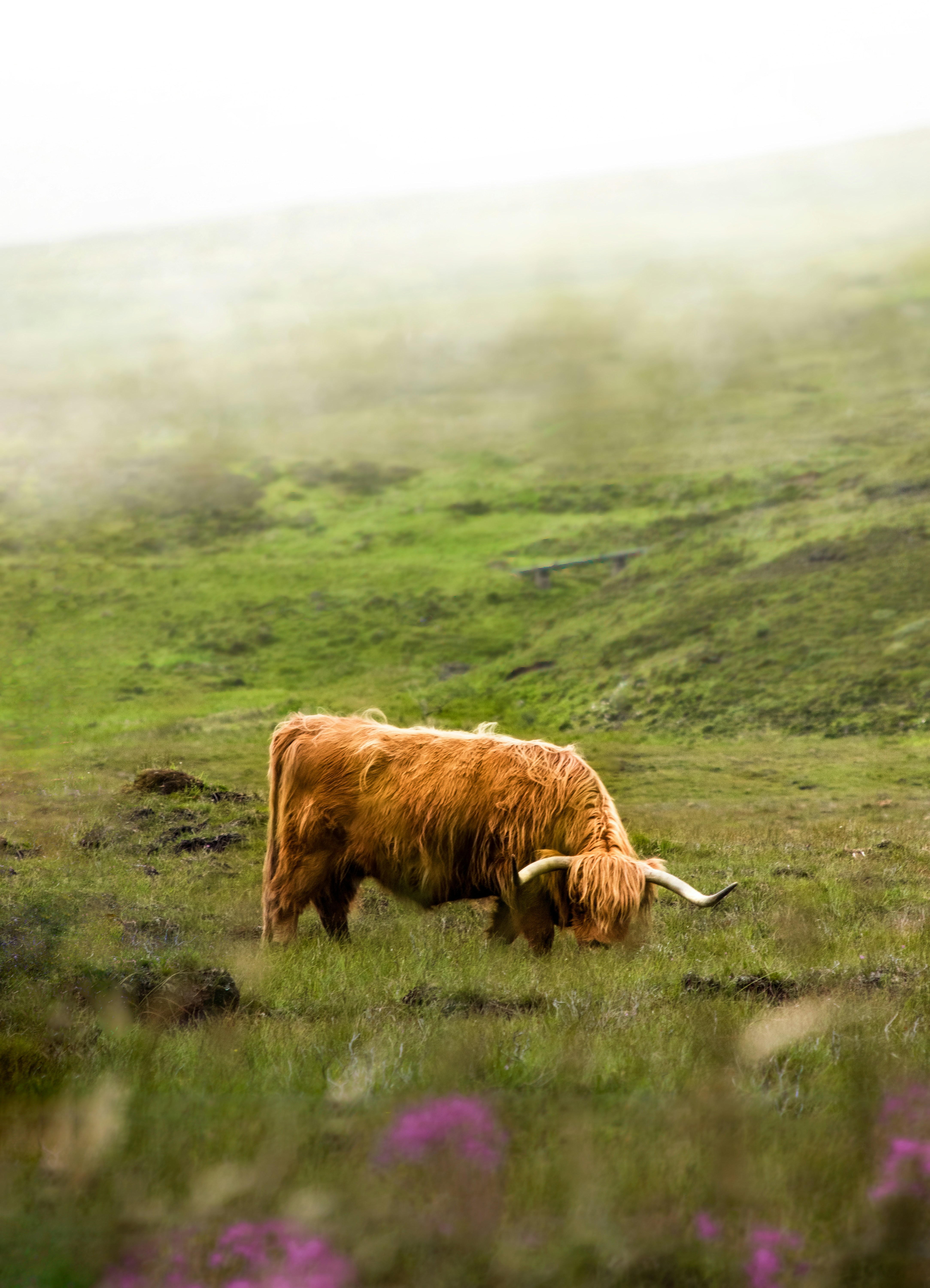 A brown furry cow is grazing on a green meadow, with a foggy hillside in the background. - free wallpaper image