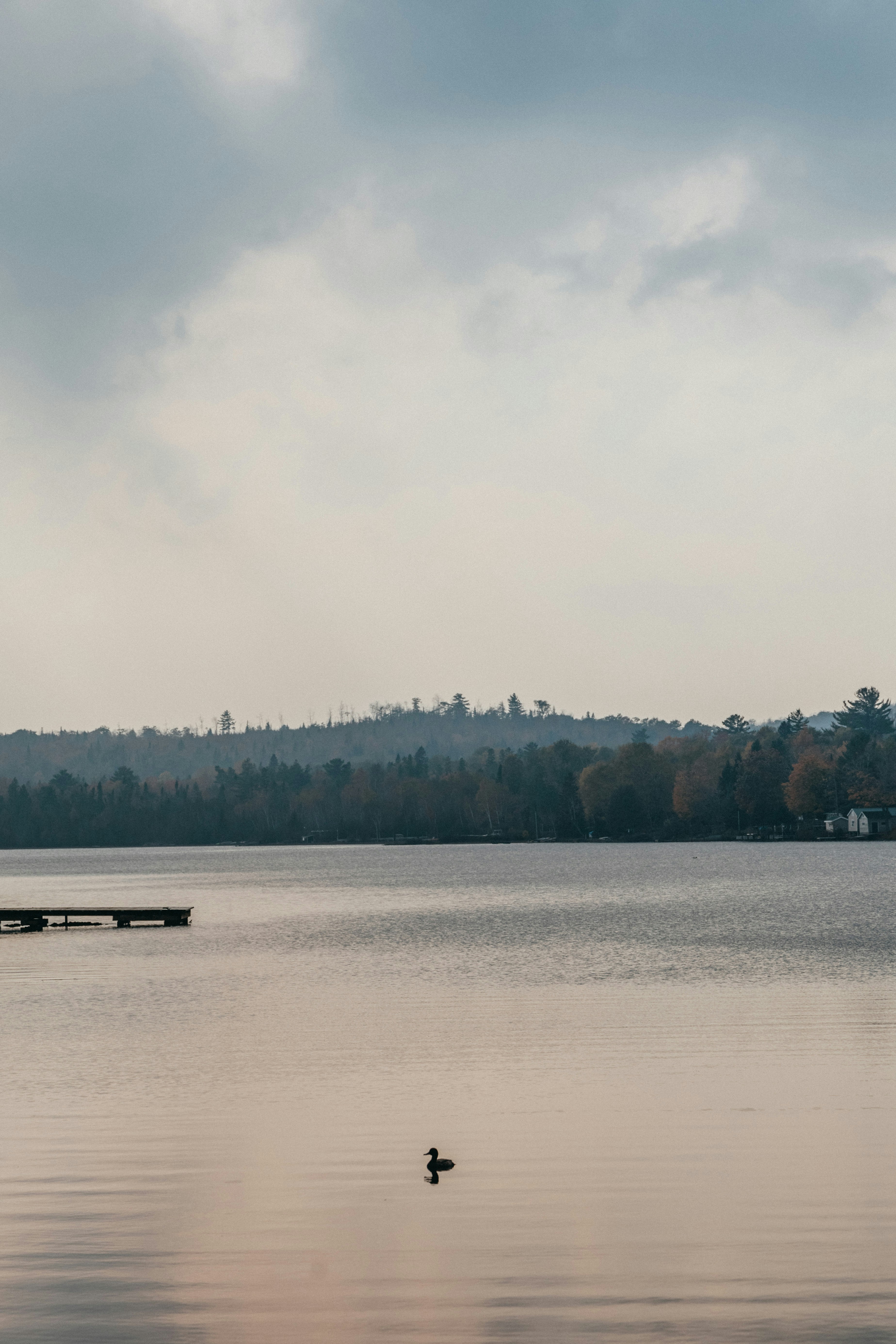 A calm lake with a bird swimming in the middle, there are dense trees in the distance. - free wallpaper image