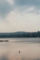 A calm lake with a bird swimming in the middle, there are dense trees in the distance. - free wallpaper image