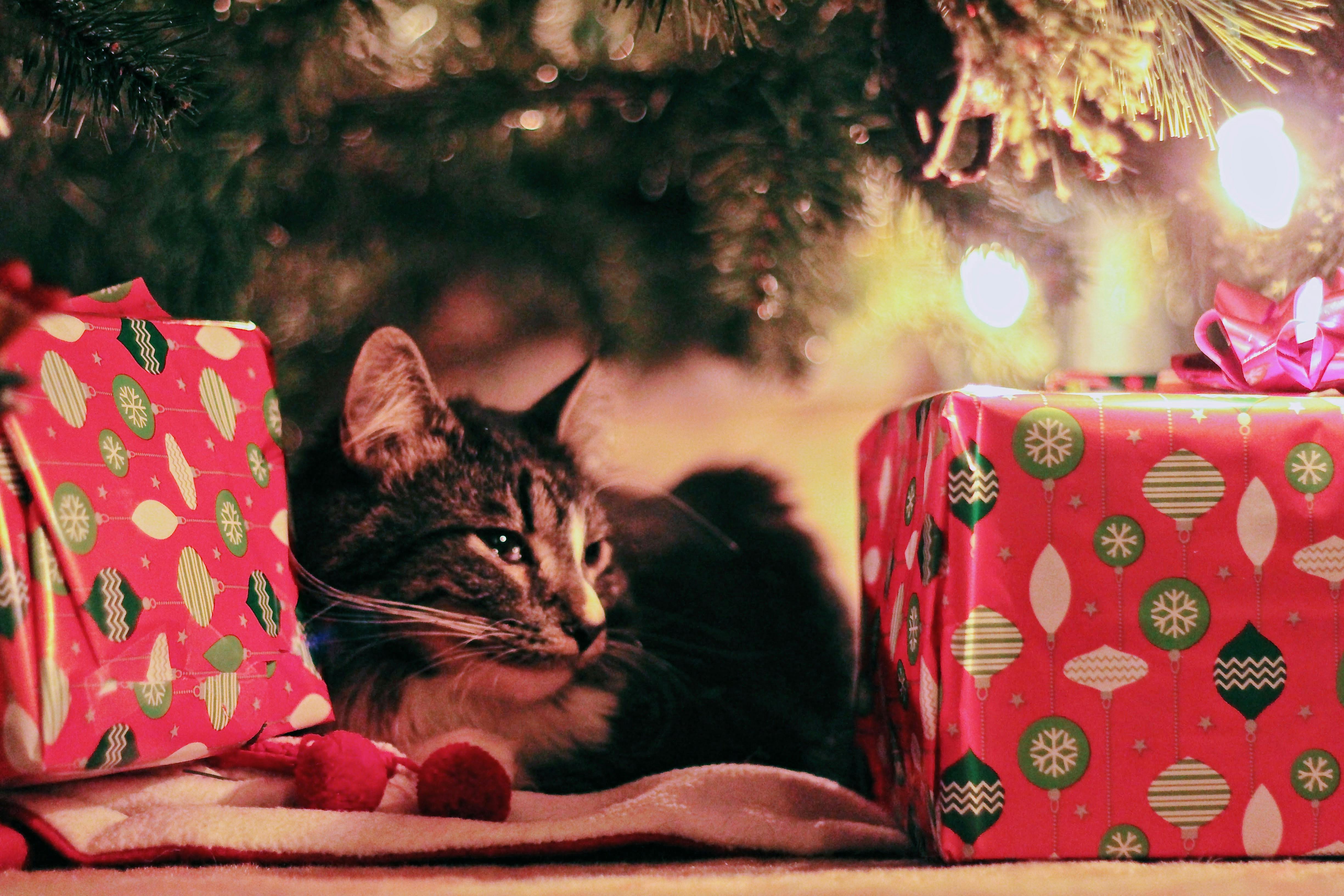 A cat is lying under a Christmas tree, with two Christmas presents beside it. - wallpaper image