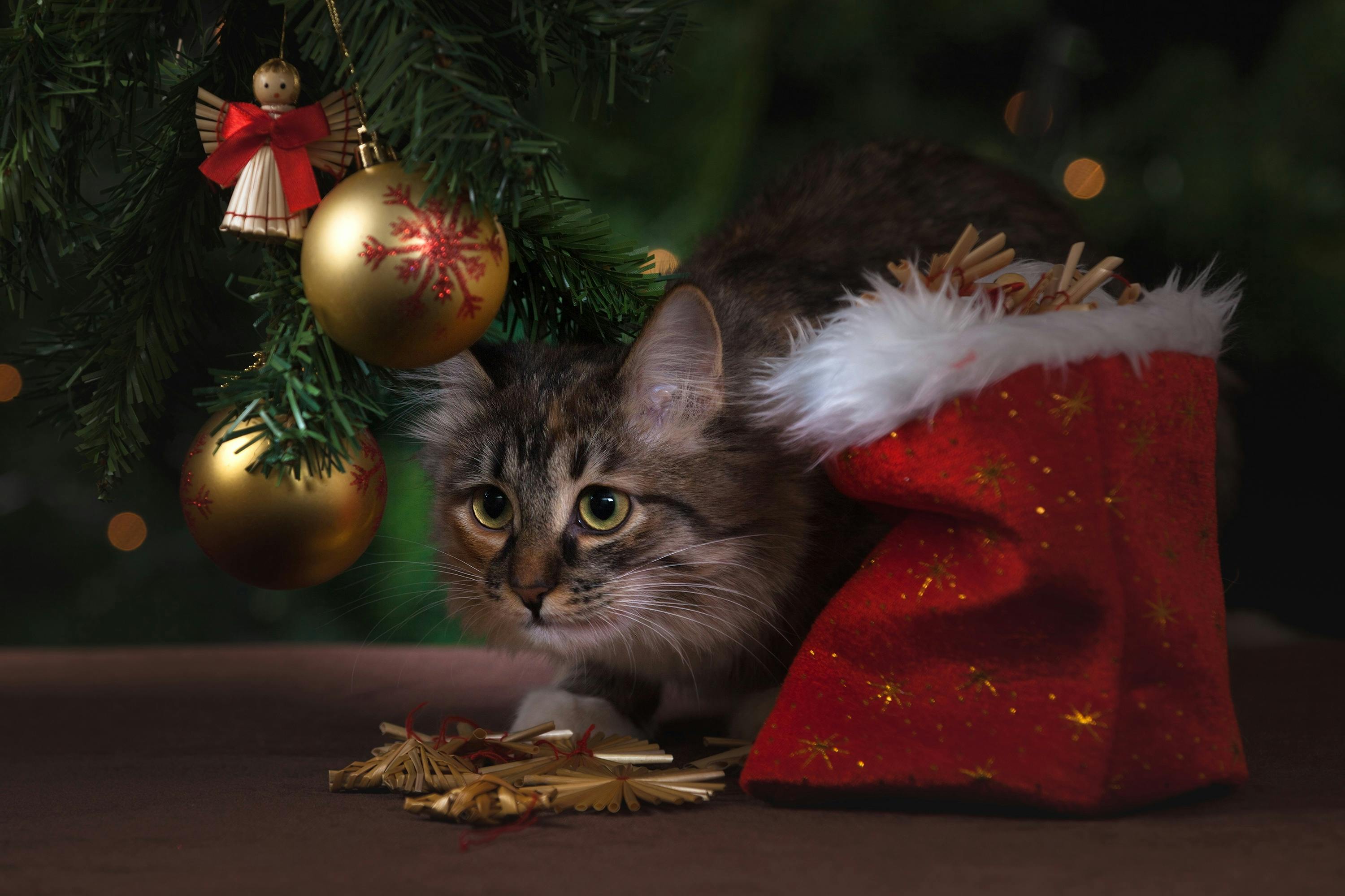 A gray cat hides by the Christmas tree, looking curiously at a red Christmas stocking. - wallpaper image