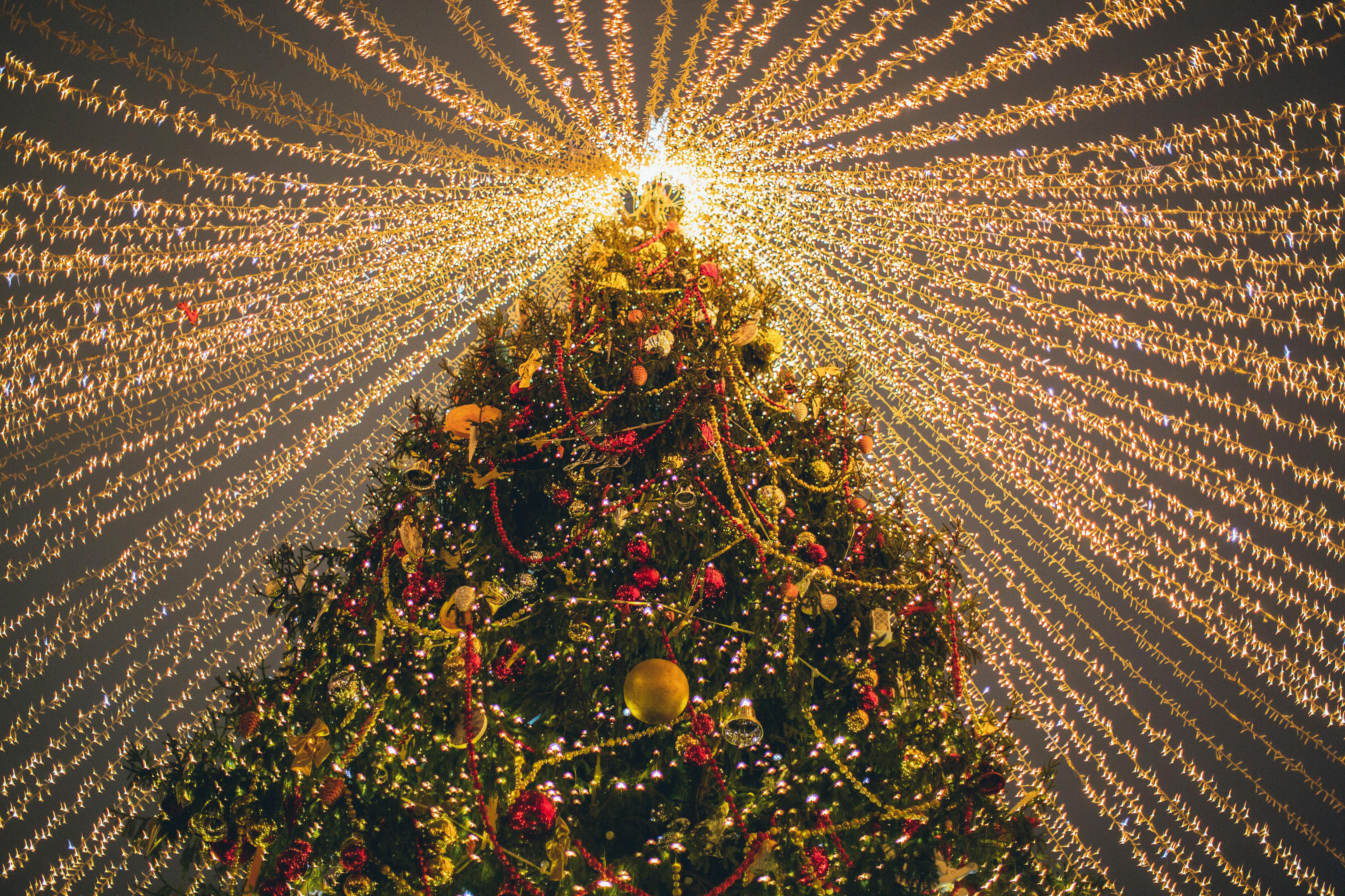 A huge Christmas tree decorated with golden lights and red ornaments, there are many ornaments on it, and there are also red ribbons on the tree, which looks particularly dazzling under the night lights. - wallpaper image