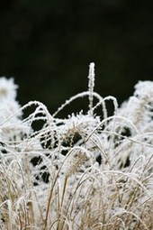 A clump of grass is covered in white frost, against a blurry dark background - free wallpaper image