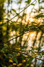 The golden sunset can be seen through the gaps in the branches, the leaves are illuminated by the setting sun, showing a golden glow. - free wallpaper image