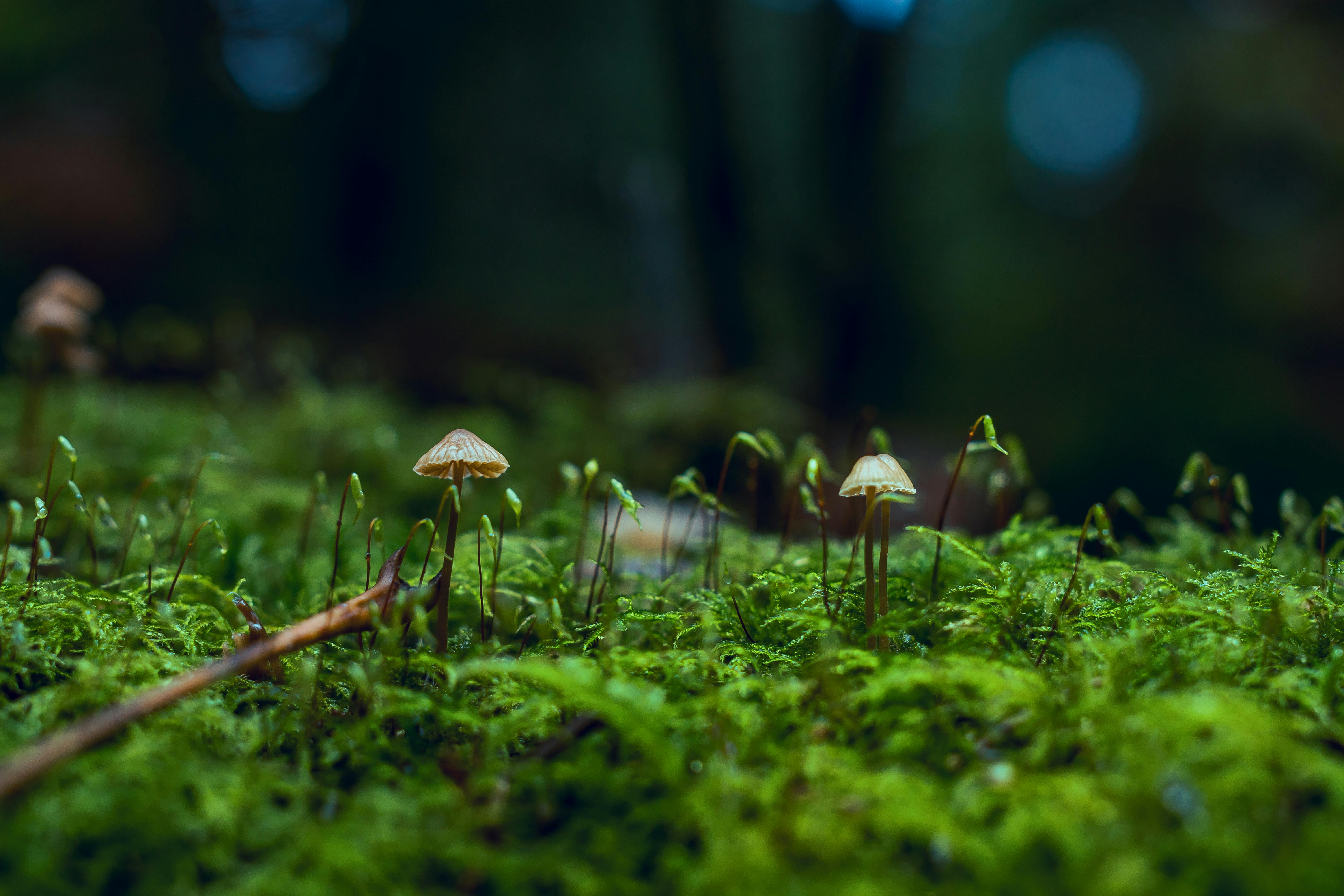 A few small mushrooms grow on the mossy forest floor. - free wallpaper image