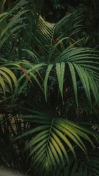 Palm leaves after rain, covered with water droplets - free wallpaper image