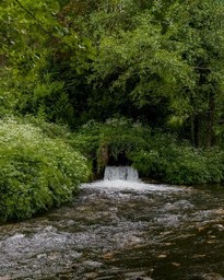 A small creek flows through a dense forest, the water is clear and forms a small waterfall over the rocks. - free wallpaper image