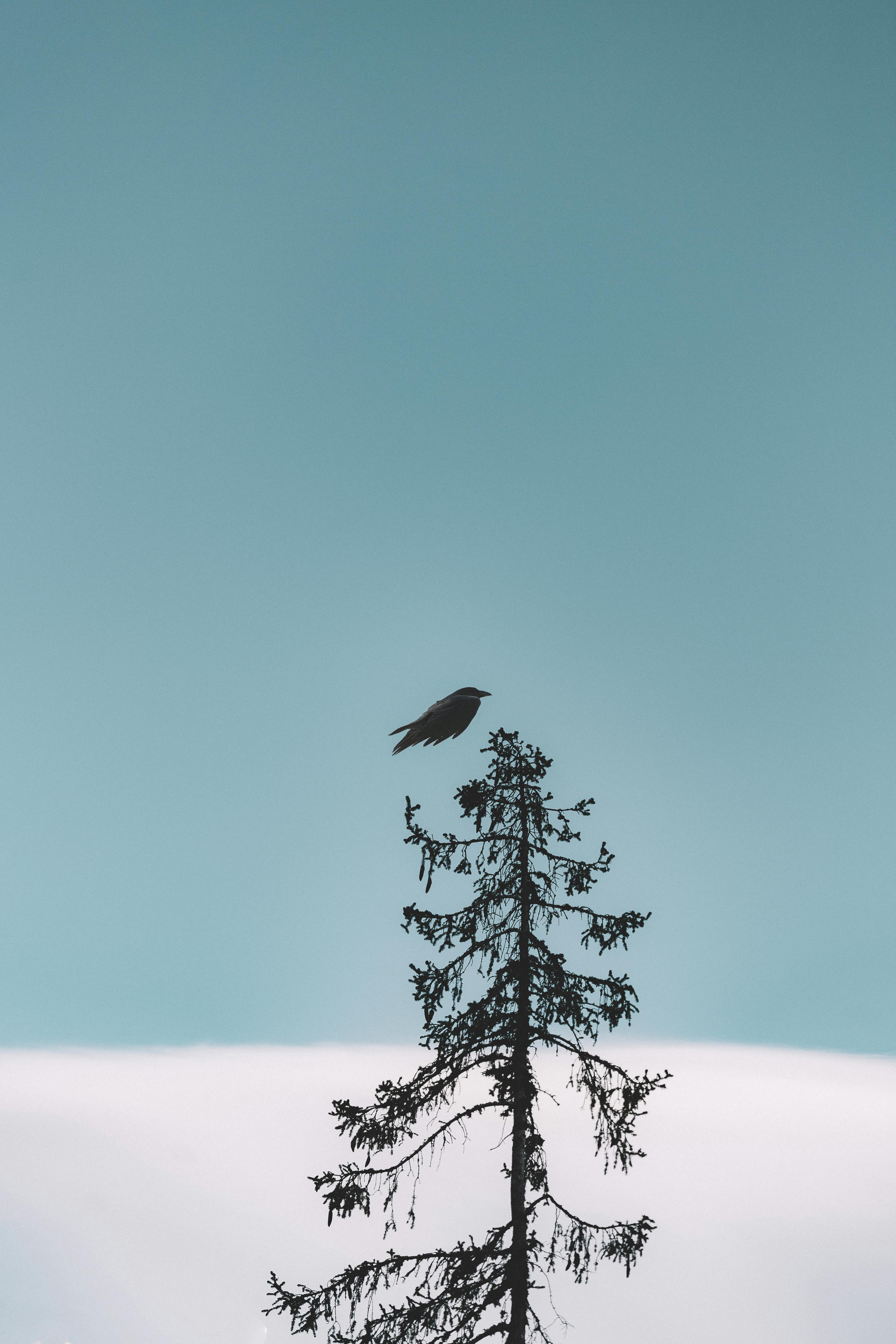 A crow perched on the top of a tree, against a blue sky with white clouds. - free wallpaper image