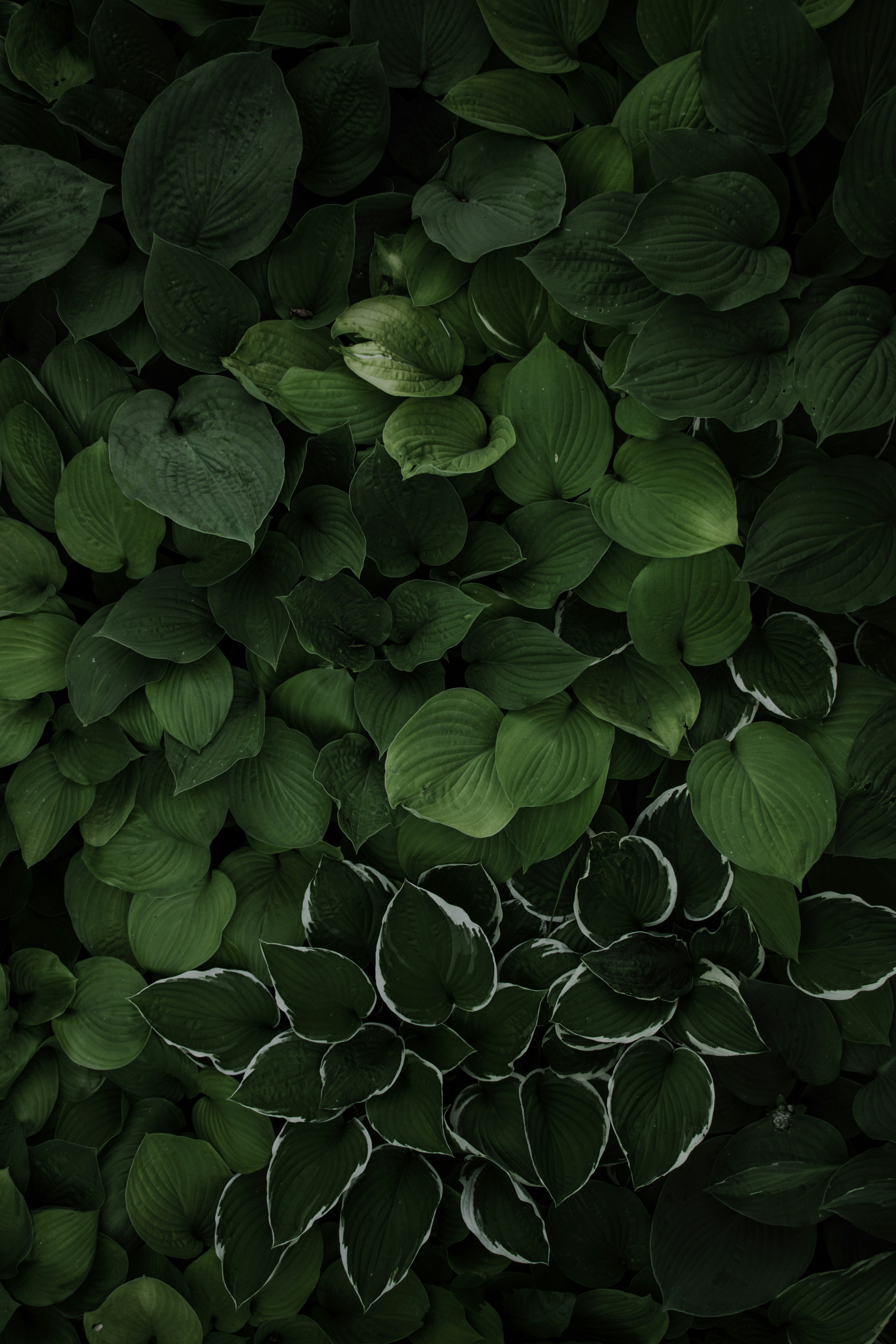 Dark green leaves are densely arranged together, forming a lush plant community. - free wallpaper image