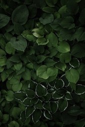 Dark green leaves are densely arranged together, forming a lush plant community. - free wallpaper image