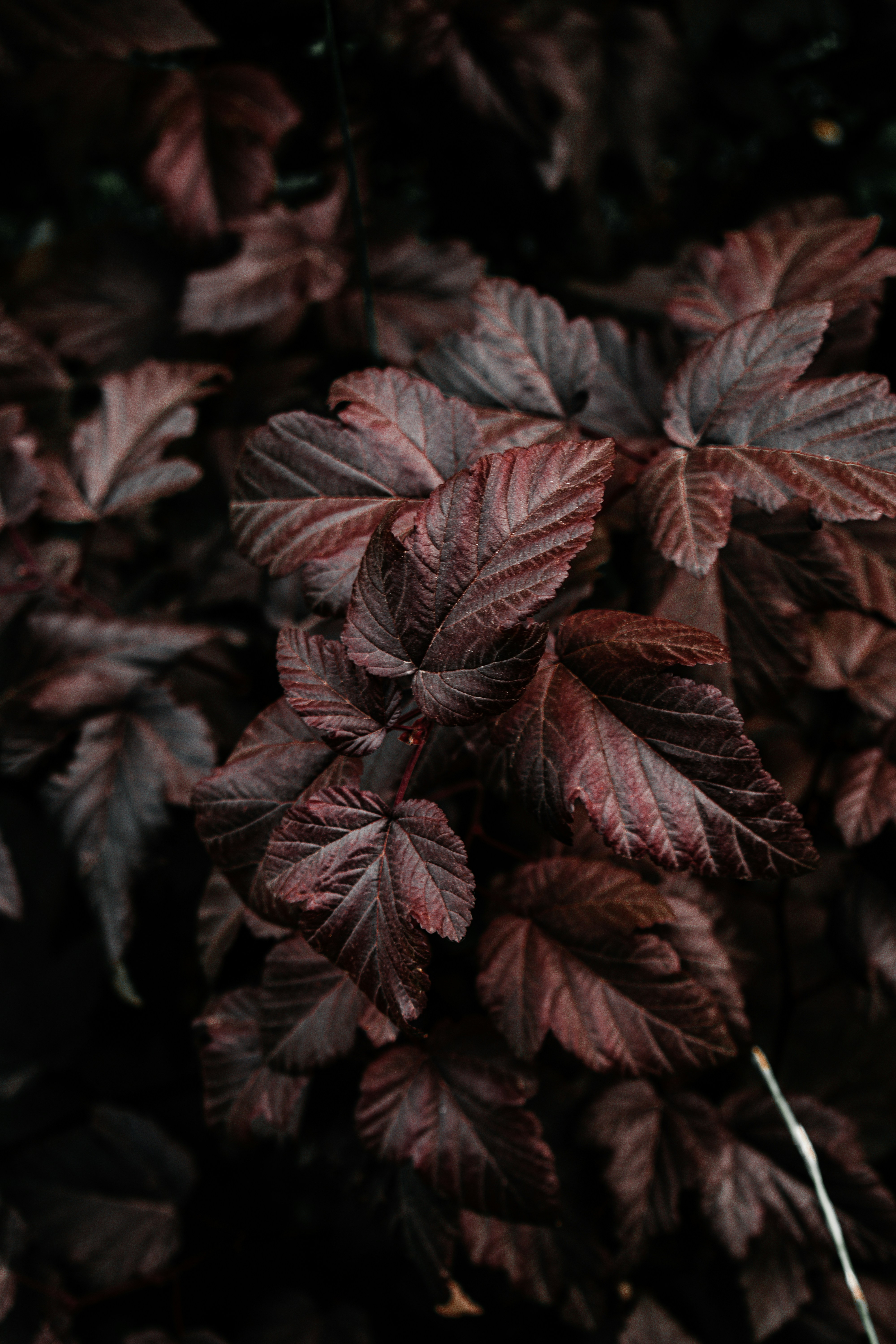 Background image of dark leaves, showing deep colors and textures. - free wallpaper image