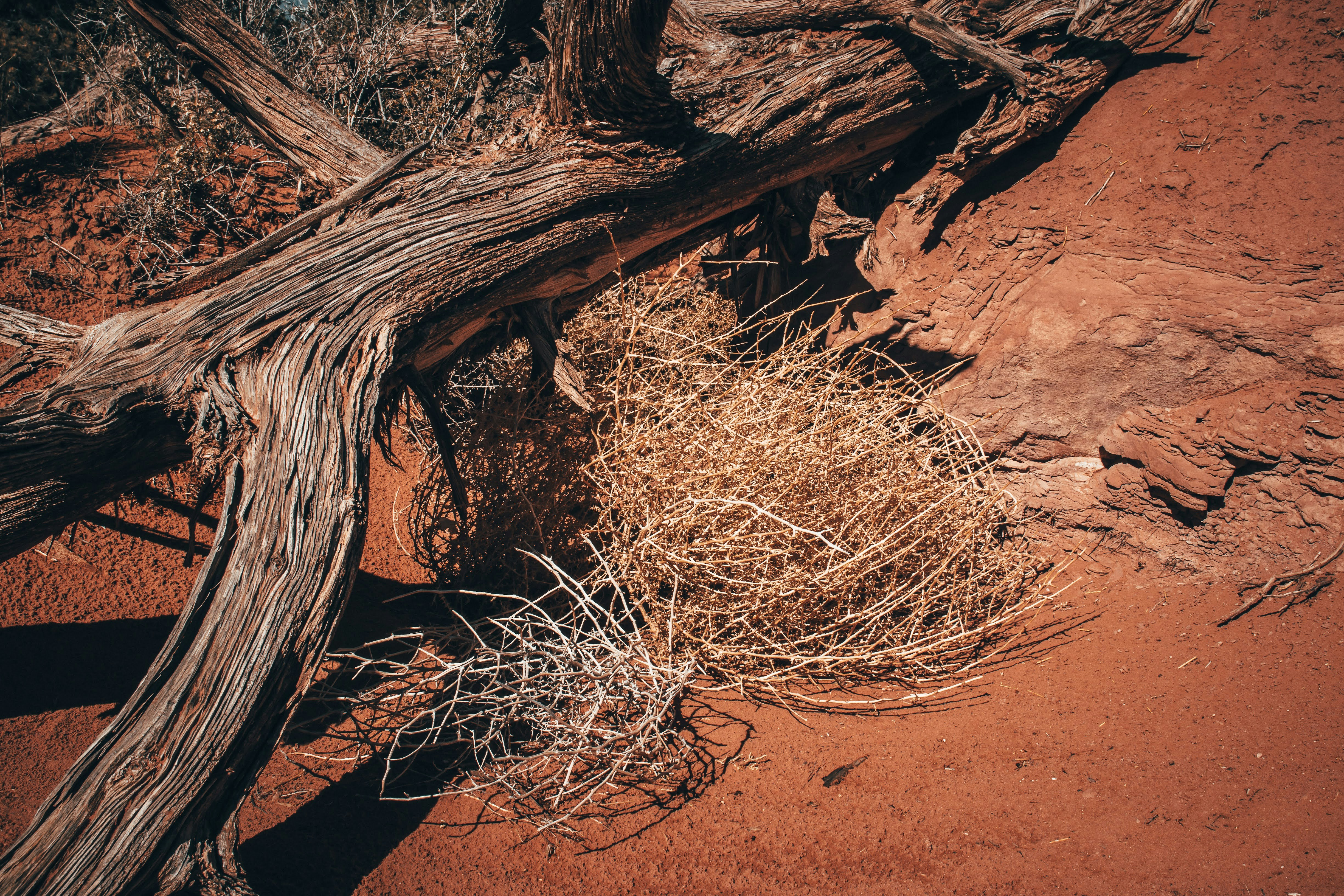 A dead tree lies on the red sand, surrounded by some dry plants. - free wallpaper image