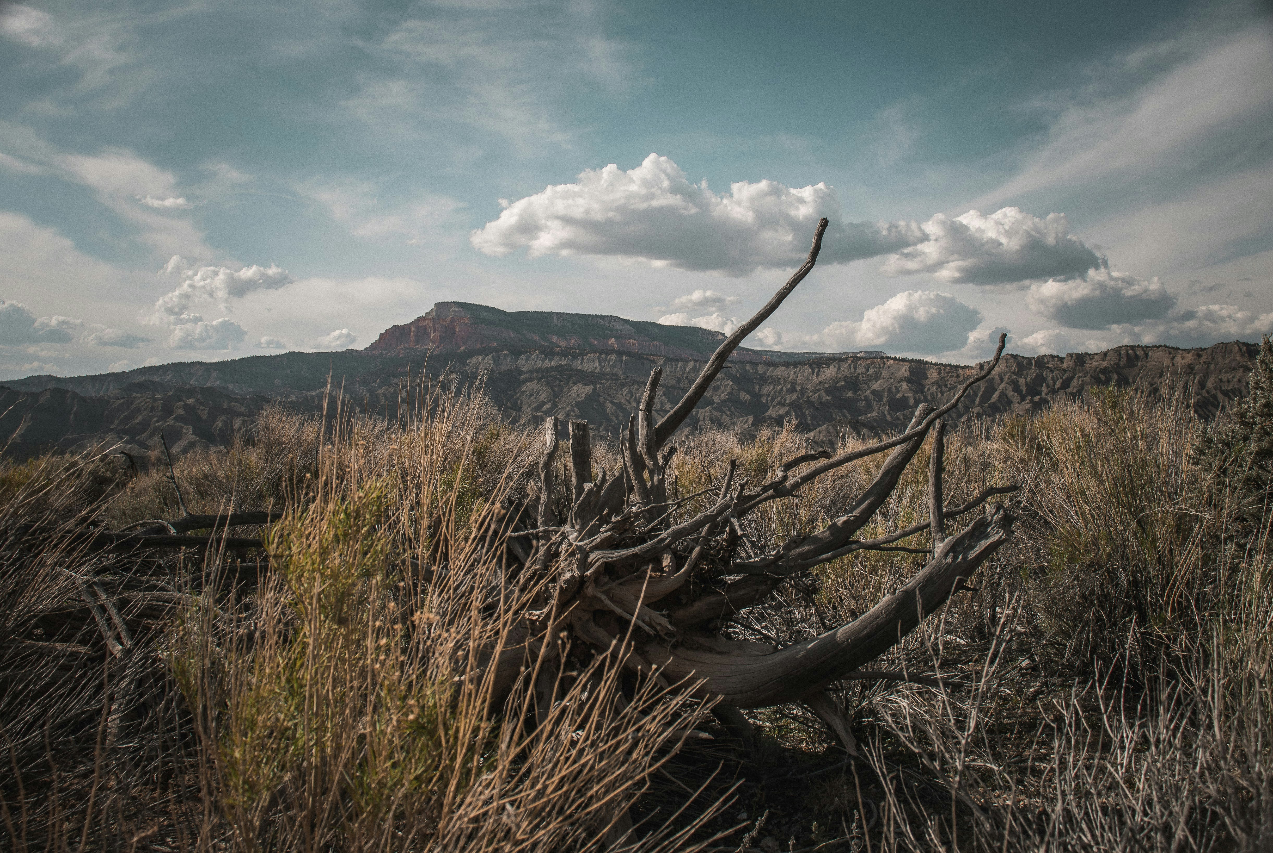 A hillside is covered in dense shrubs, with the branches of a dead tree reaching towards the sky, and the distant mountains are hidden in the clouds. - free wallpaper image