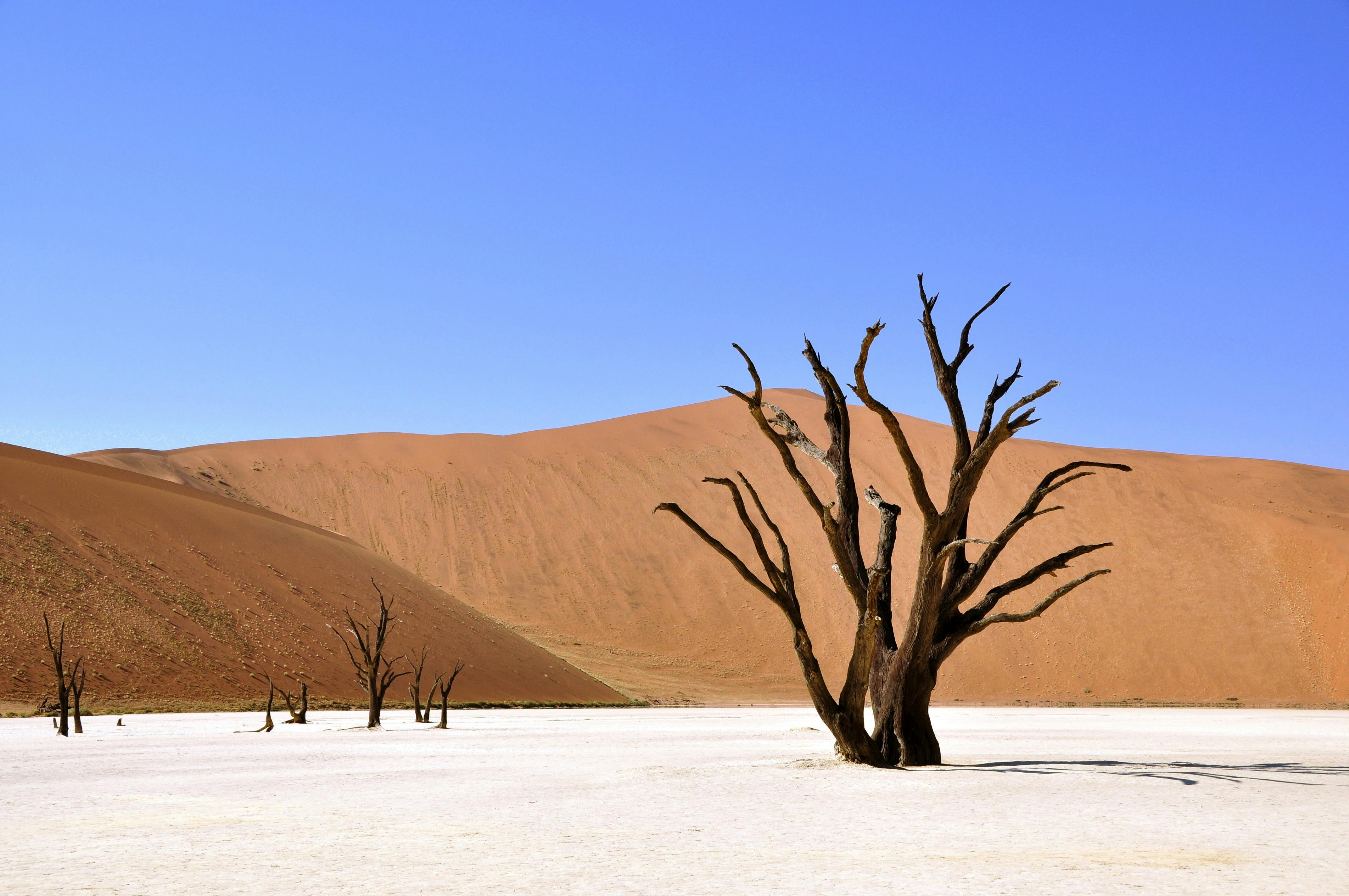 A dead tree stands in a white salt pan, with red sand dunes behind it and a clear blue sky. - free wallpaper image