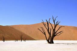 A dead tree stands in a white salt pan, with red sand dunes behind it and a clear blue sky. - free wallpaper image