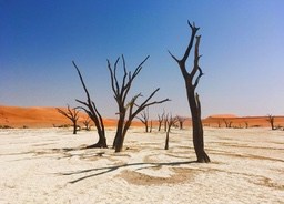 A few dead trees stand in a white desert, with red sand dunes in the distance, the sky is blue and clear, presenting a desolate scene. - free wallpaper image