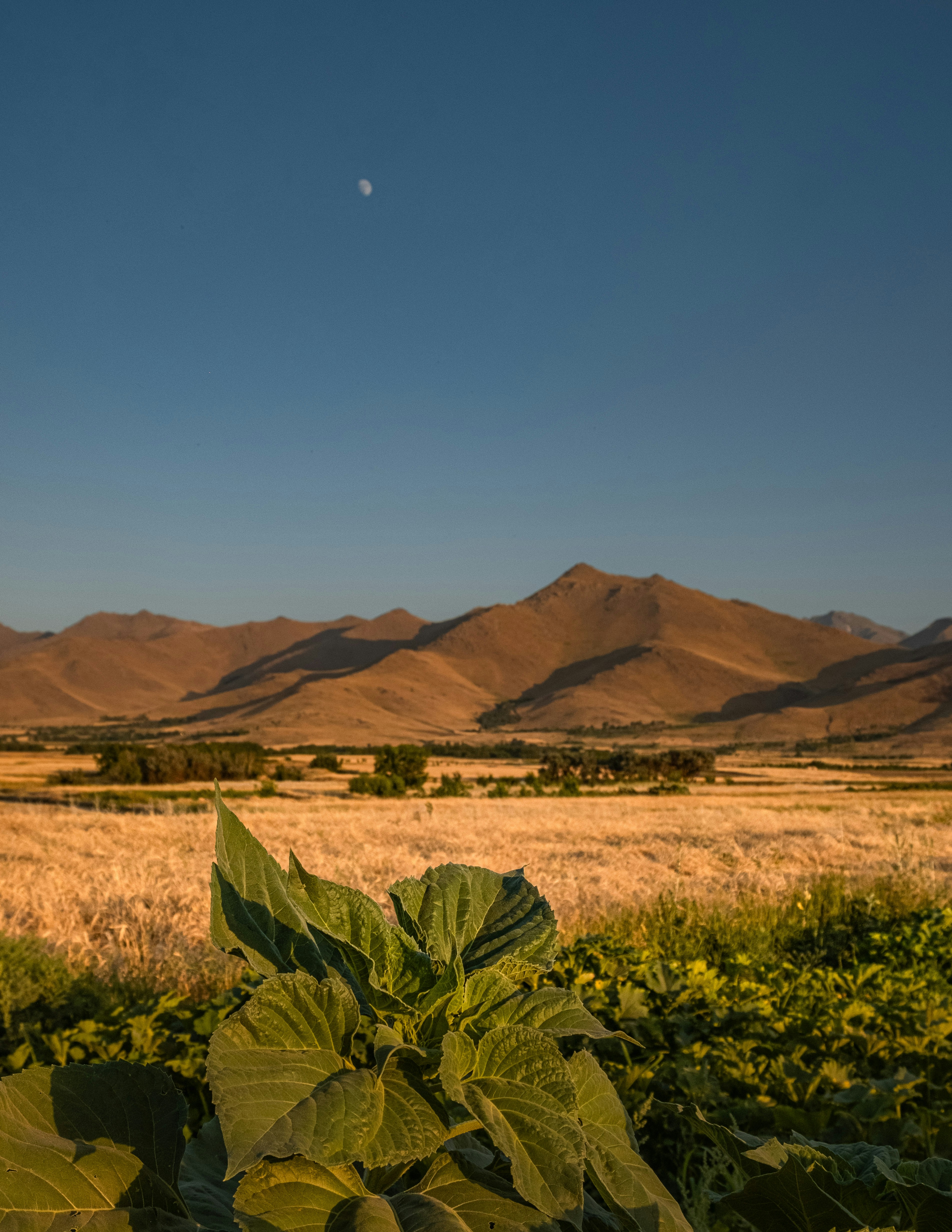 Against the backdrop of dusk, rolling hills in the distance, a vast field at the foot of the mountains, a green plant in the foreground. - free wallpaper image