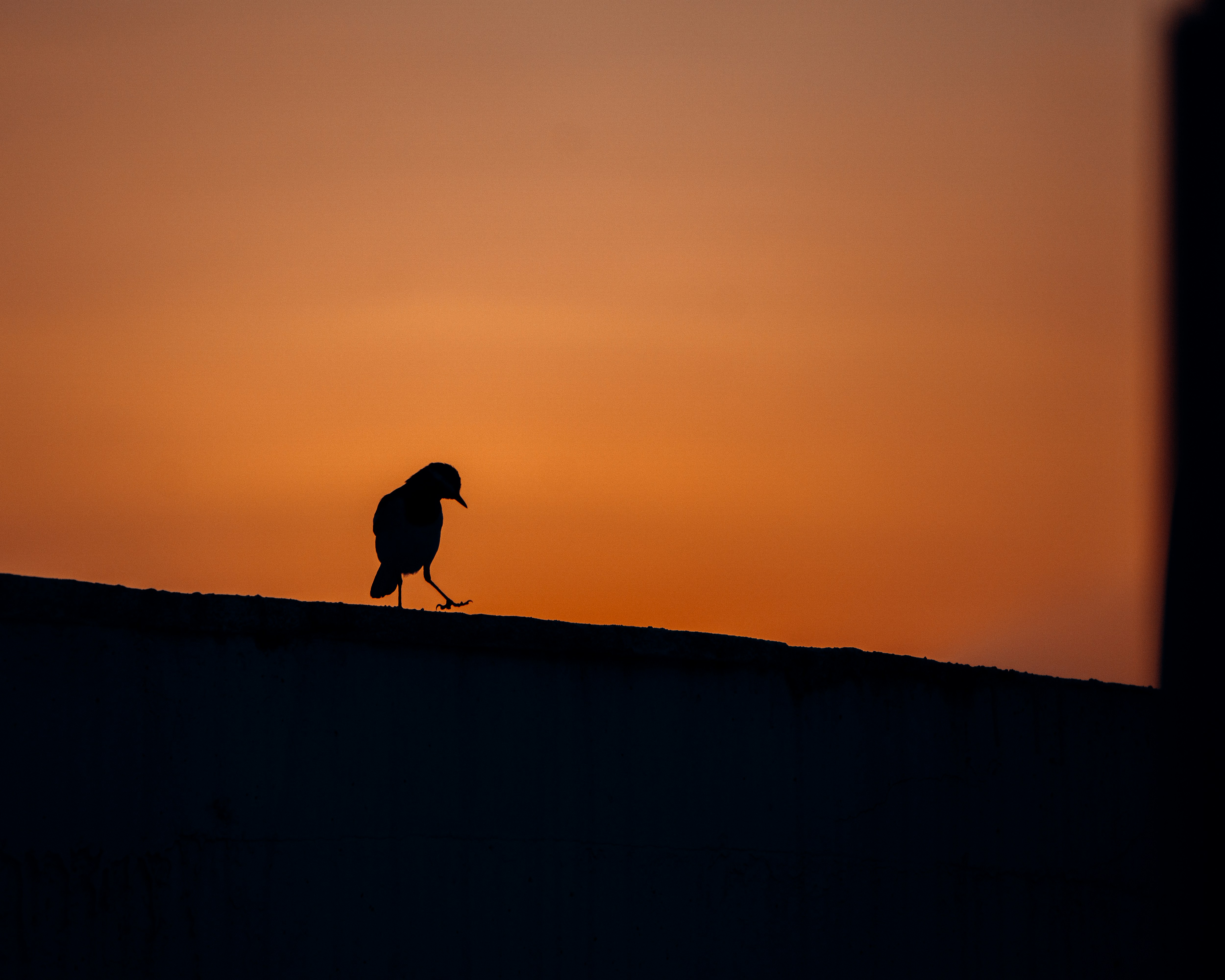 A small bird walking against a dusk background, illuminated by the remaining rays of the setting sun, forming a black silhouette. - free wallpaper image