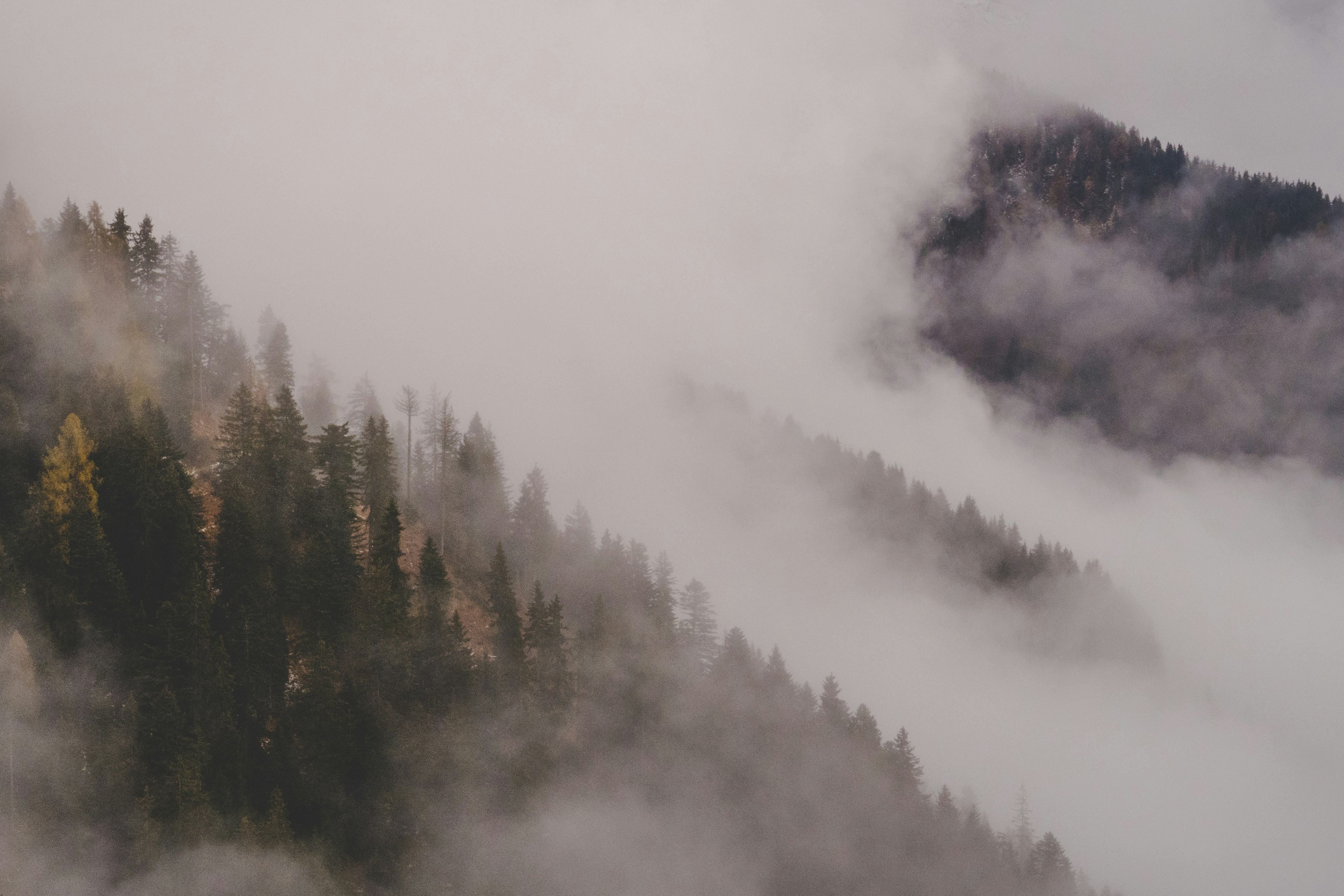 A foggy forest in the mountains, the trees are barely visible. - free wallpaper image