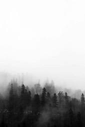 A forest is shrouded in fog, the trees are barely visible. - free wallpaper image