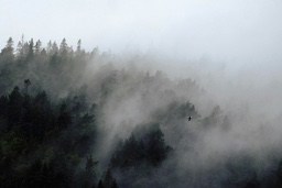 A forest in the mountains is shrouded in fog, with a bird flying in the distance. - free wallpaper image